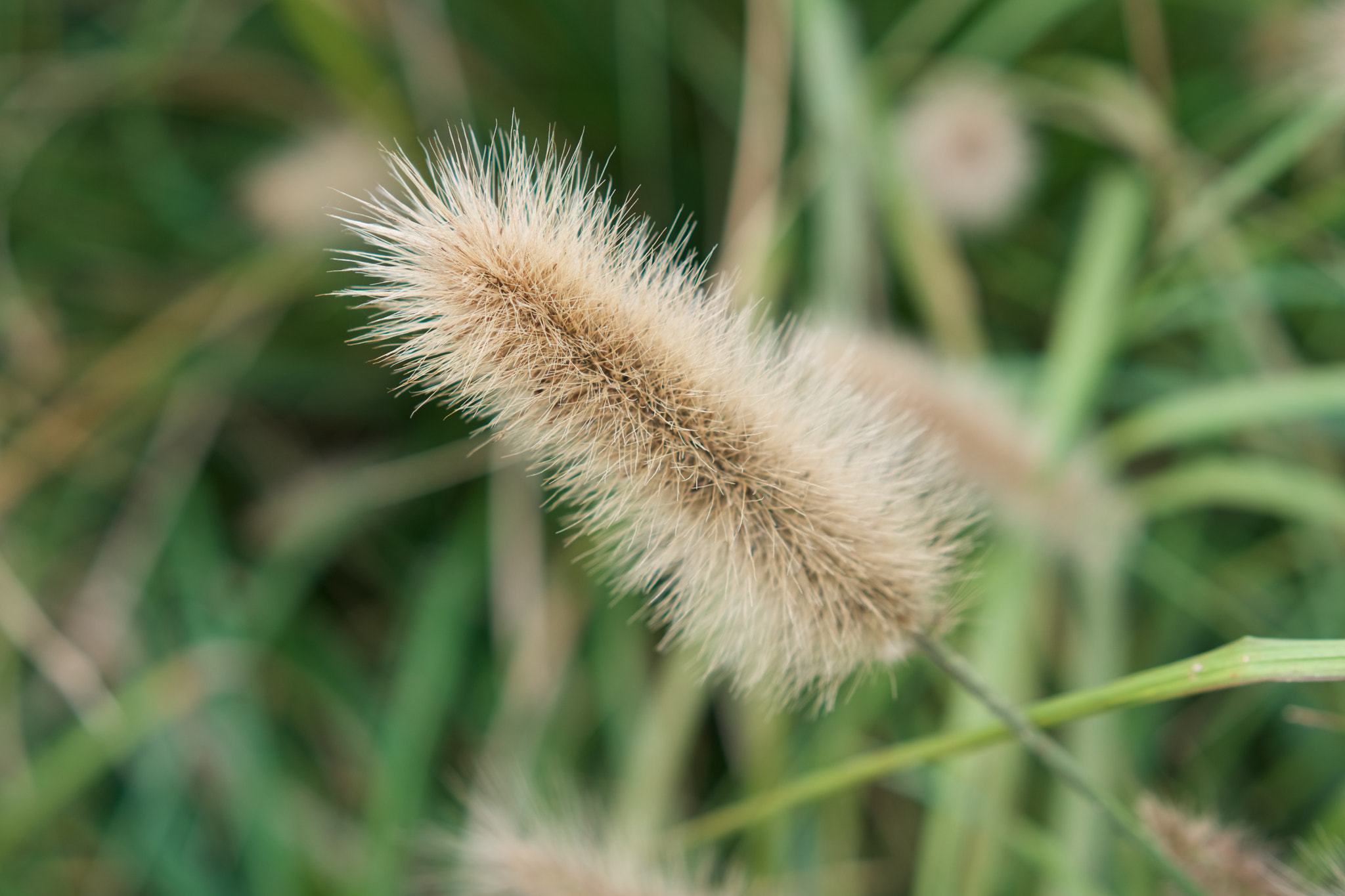 Sony a6300 + Sony Sonnar T* FE 55mm F1.8 ZA sample photo. Dsc photography