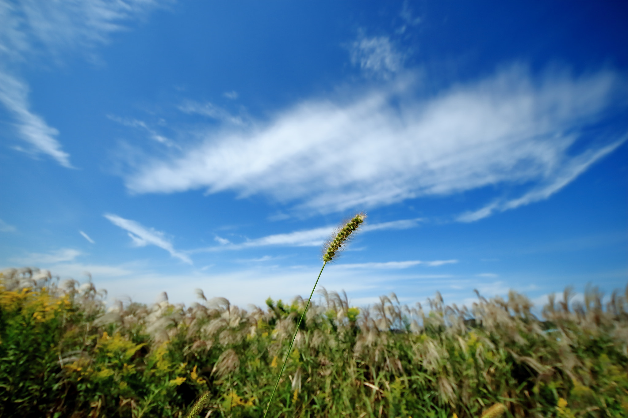 Sigma 8-16mm F4.5-5.6 DC HSM sample photo. Autumn has come!! -blue sky- photography