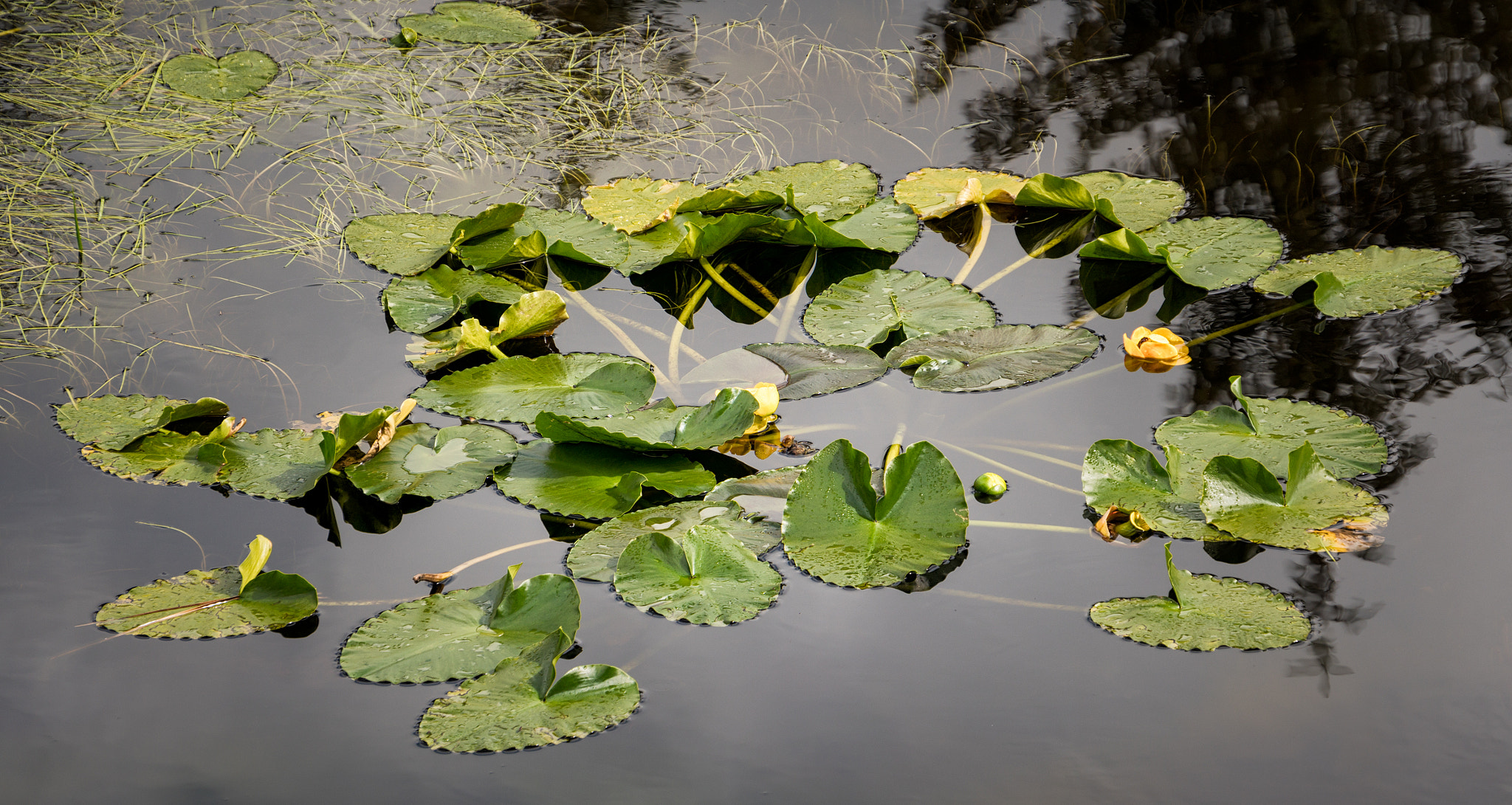 Sony E 18-200mm F3.5-6.3 OSS sample photo. "lily, rosemary and the jack of hearts" photography