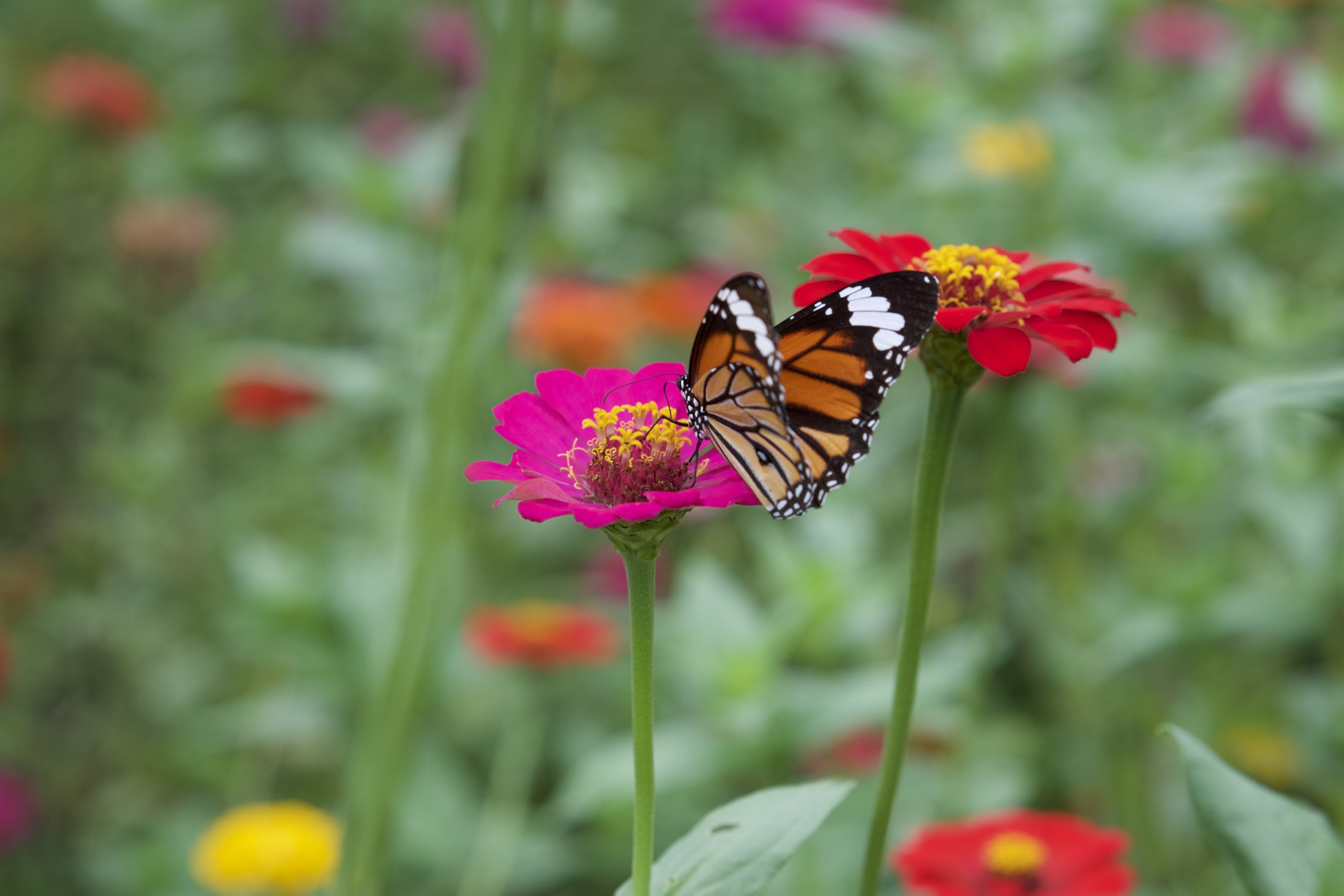 Sony a6300 + Sony Sonnar T* FE 55mm F1.8 ZA sample photo. Butterfly photography