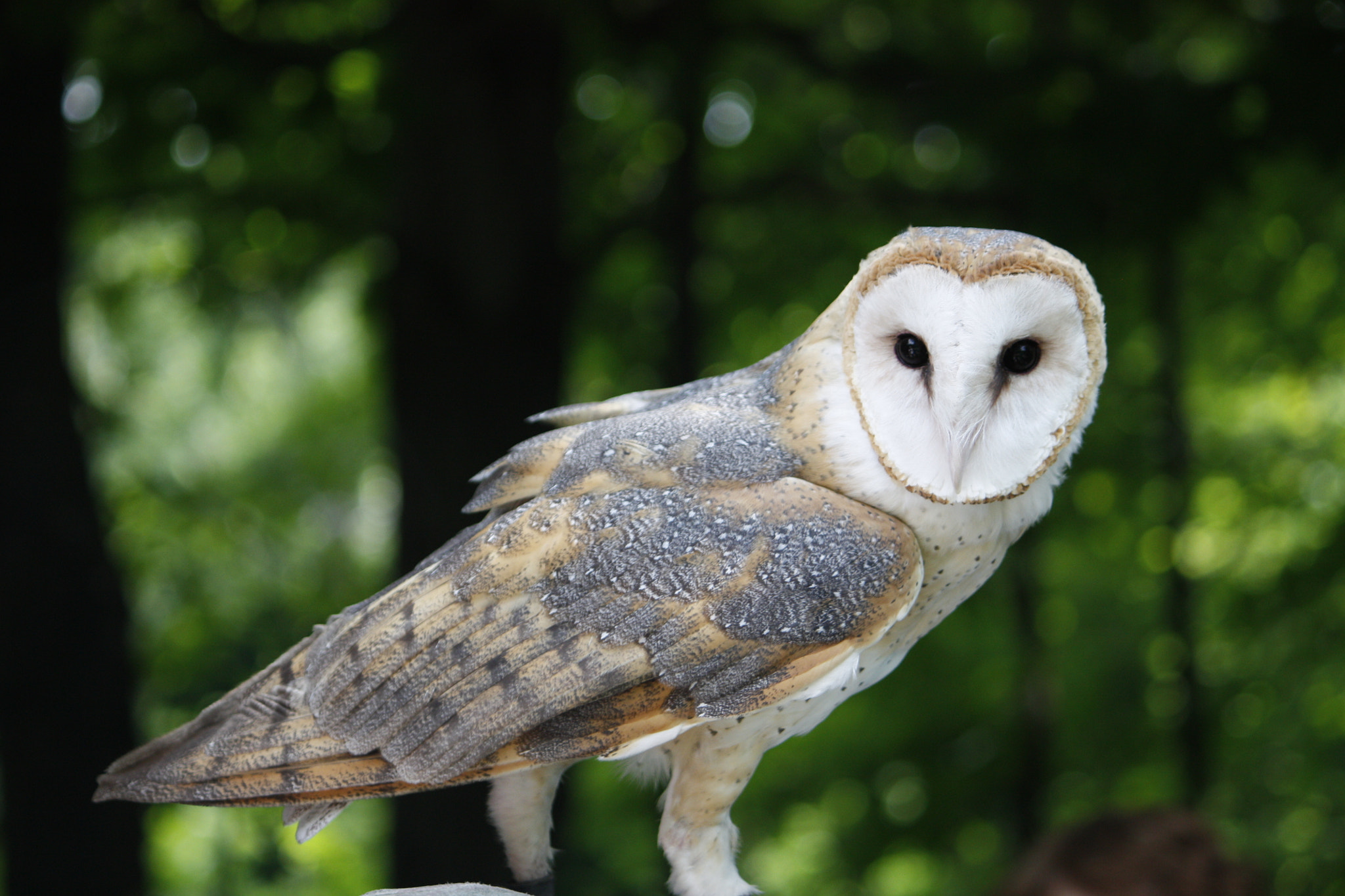 Canon EF-S 55-250mm F4-5.6 IS sample photo. Barn owl photography