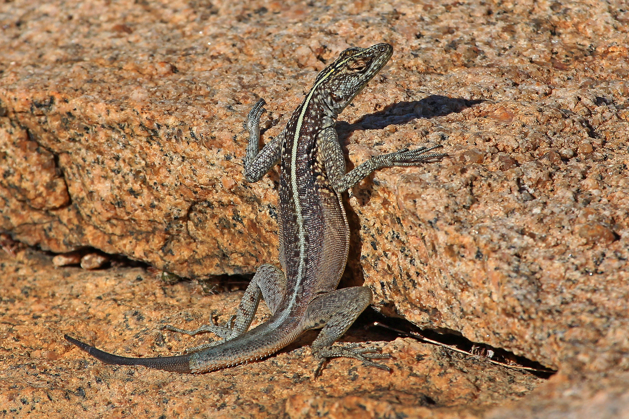 Canon EF 100-400mm F4.5-5.6L IS USM sample photo. Lazy lizard photography