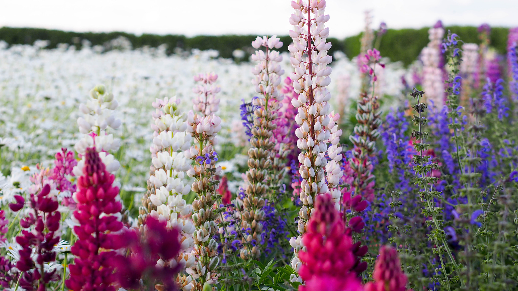 Olympus PEN E-PL6 sample photo. Farm tomita, furano, japan photography