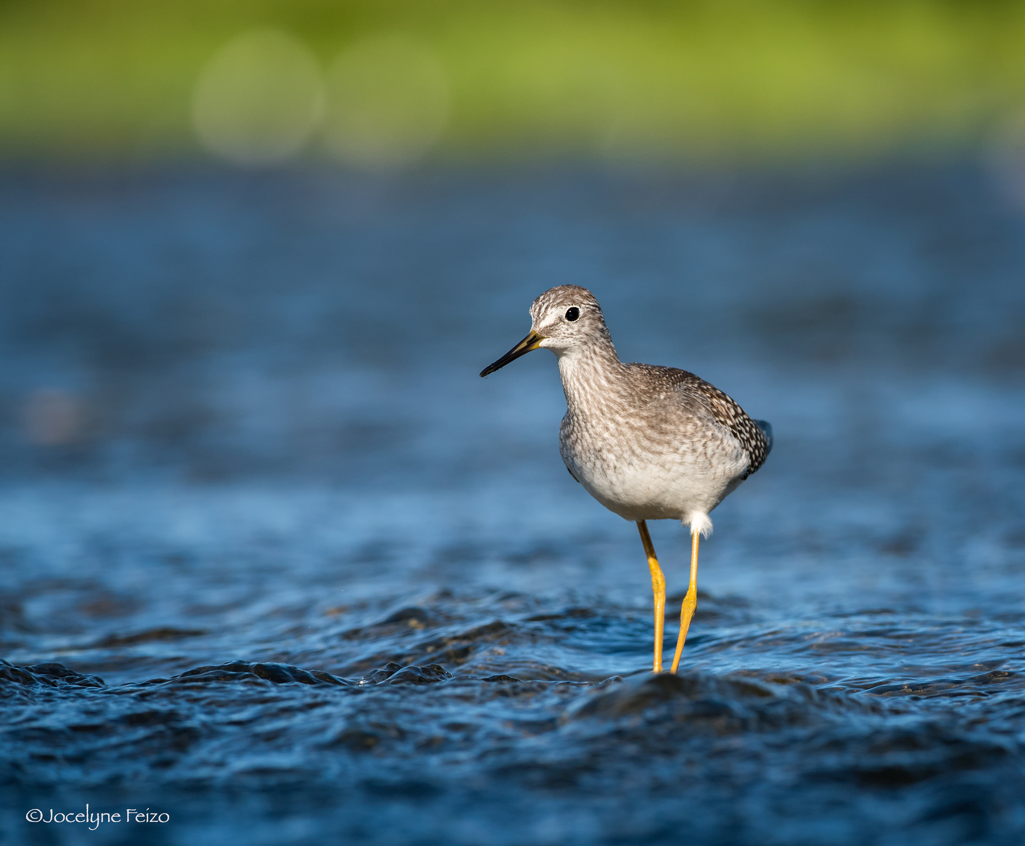 Nikon D750 + Nikon AF-S Nikkor 300mm F4D ED-IF sample photo. Lesser yellowlegs photography