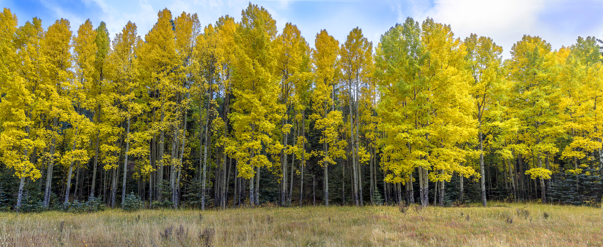 Canon EOS 60D + Canon EF 16-35mm F4L IS USM sample photo. Guardians of the forest photography