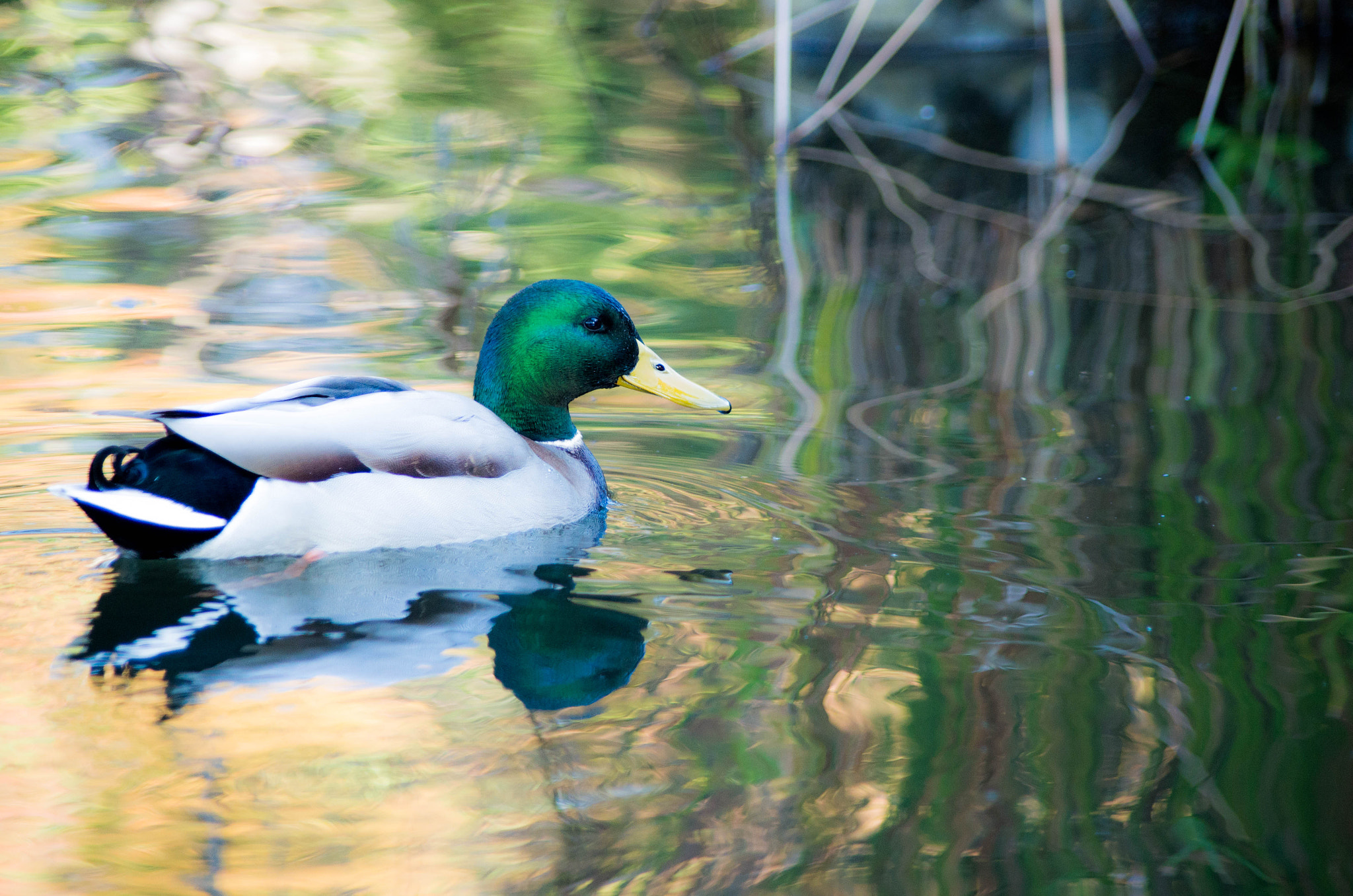 smc PENTAX-DA L 55-300mm F4-5.8 ED sample photo. マガモ photography