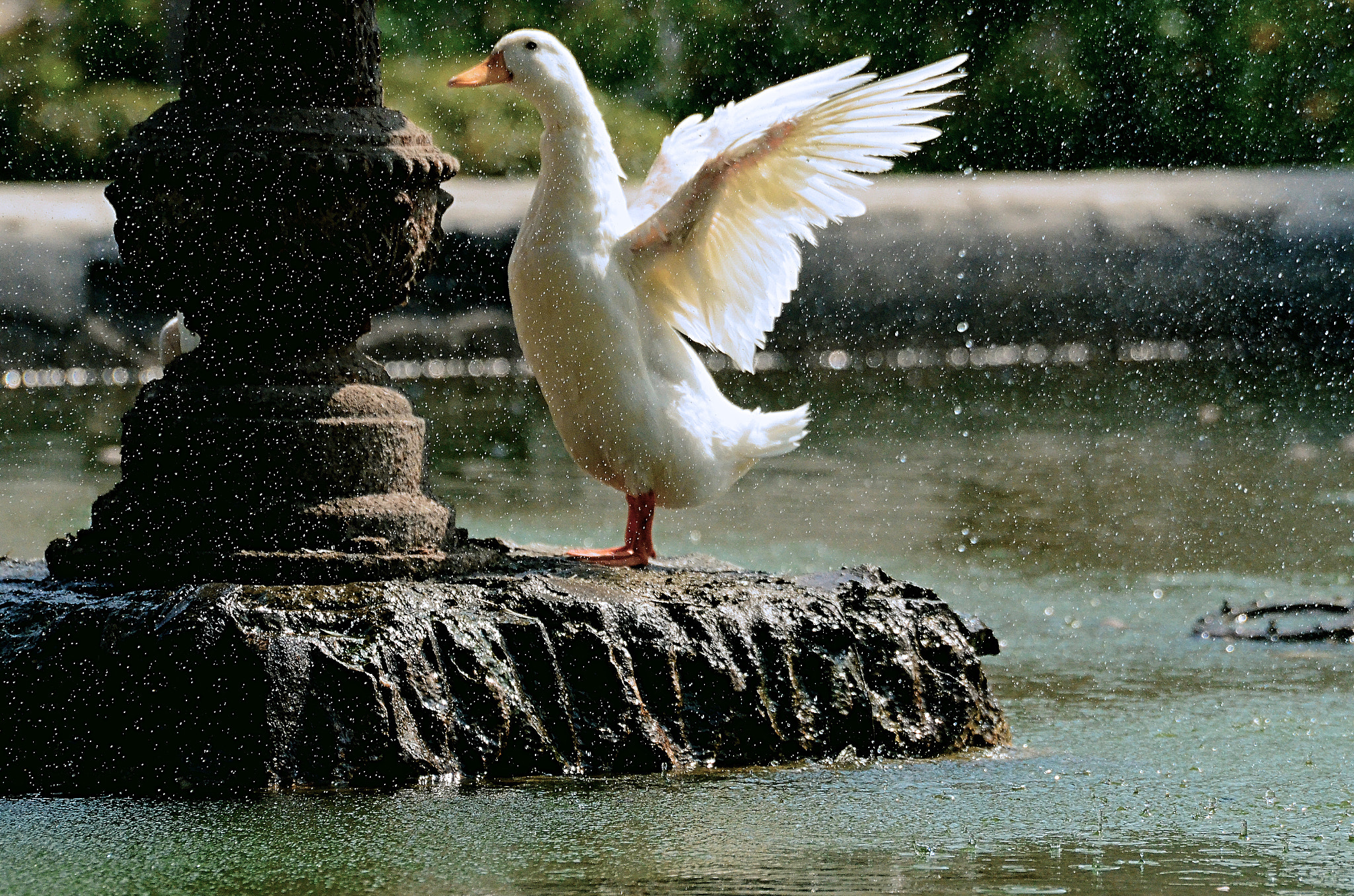 AF Nikkor 28mm f/1.4D sample photo. Bird at the fountain photography