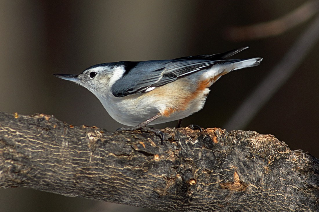 Canon EOS 7D Mark II + Canon EF 400mm F5.6L USM sample photo. Nuthatch photography