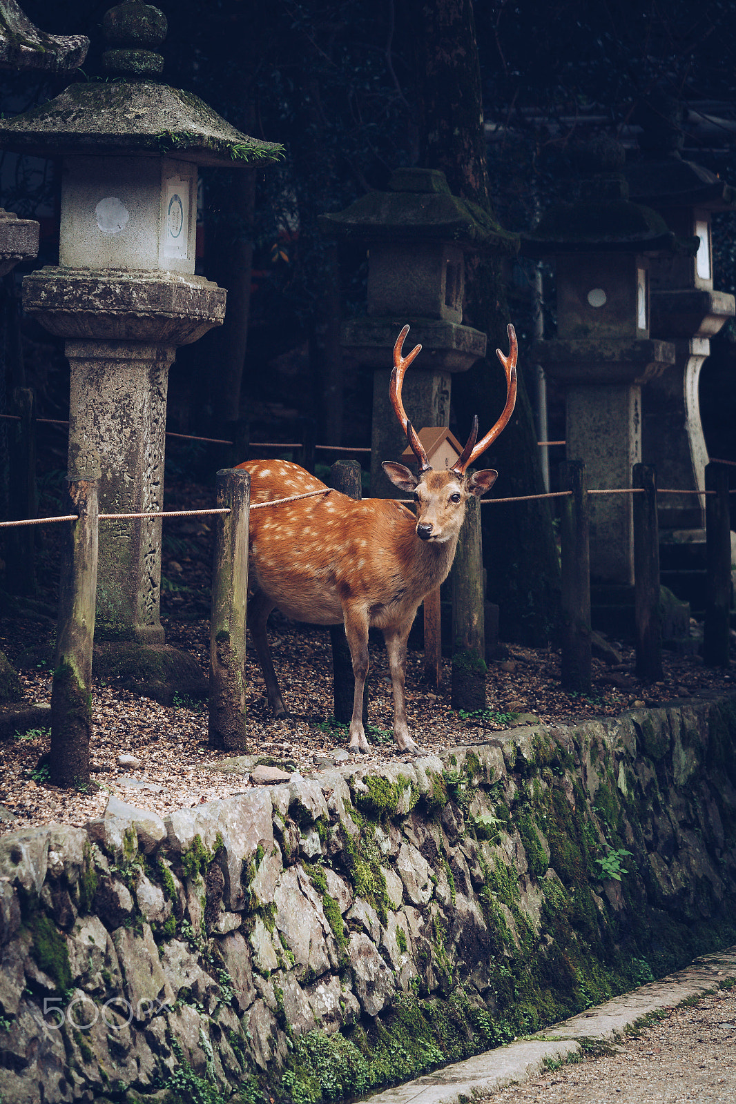 Canon EOS 450D (EOS Rebel XSi / EOS Kiss X2) sample photo. The deer of nara photography