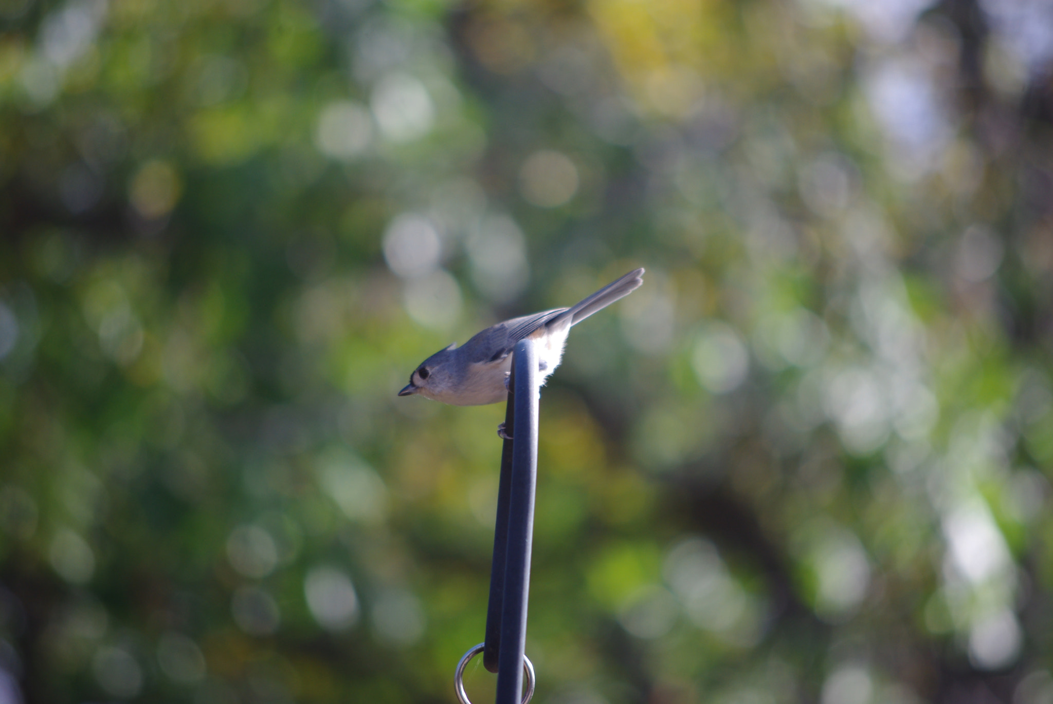 Pentax K-m (K2000) + smc PENTAX-DA L 50-200mm F4-5.6 ED sample photo. Tufted titmouse photography