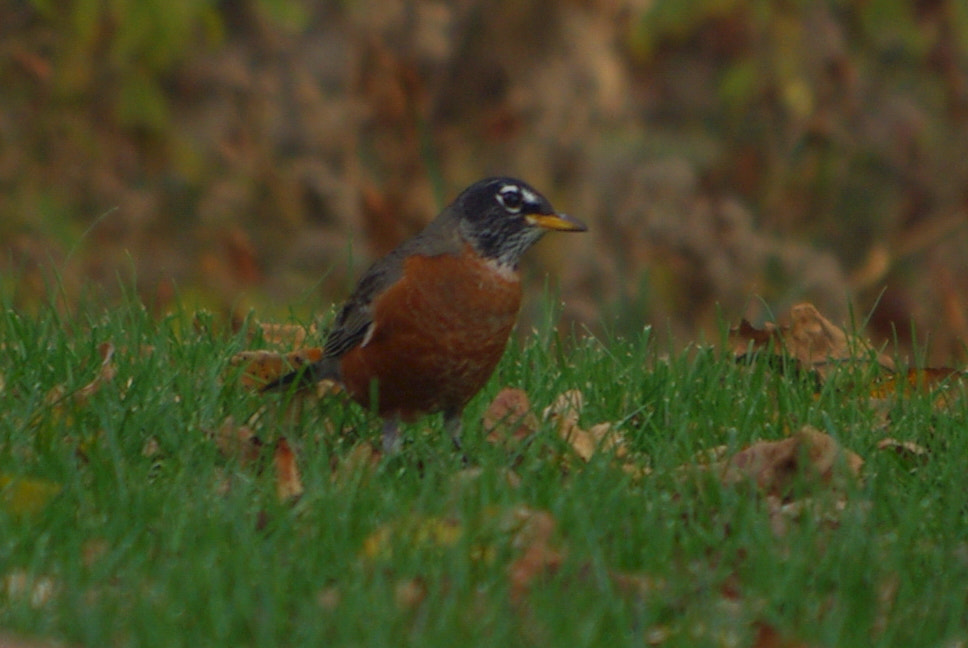 Pentax K-m (K2000) sample photo. Robin photography