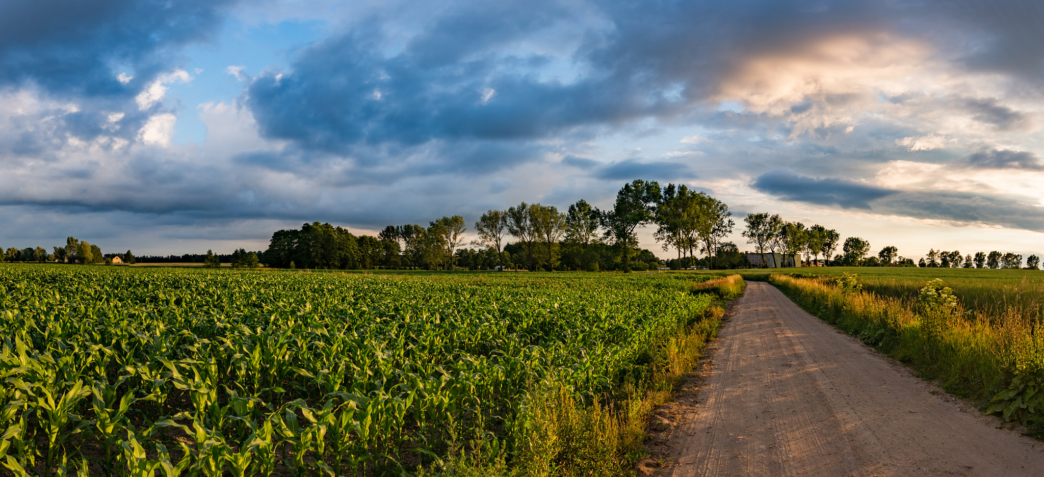 Sony Alpha NEX-6 + Sigma 19mm F2.8 EX DN sample photo. Evening in a cornfield photography