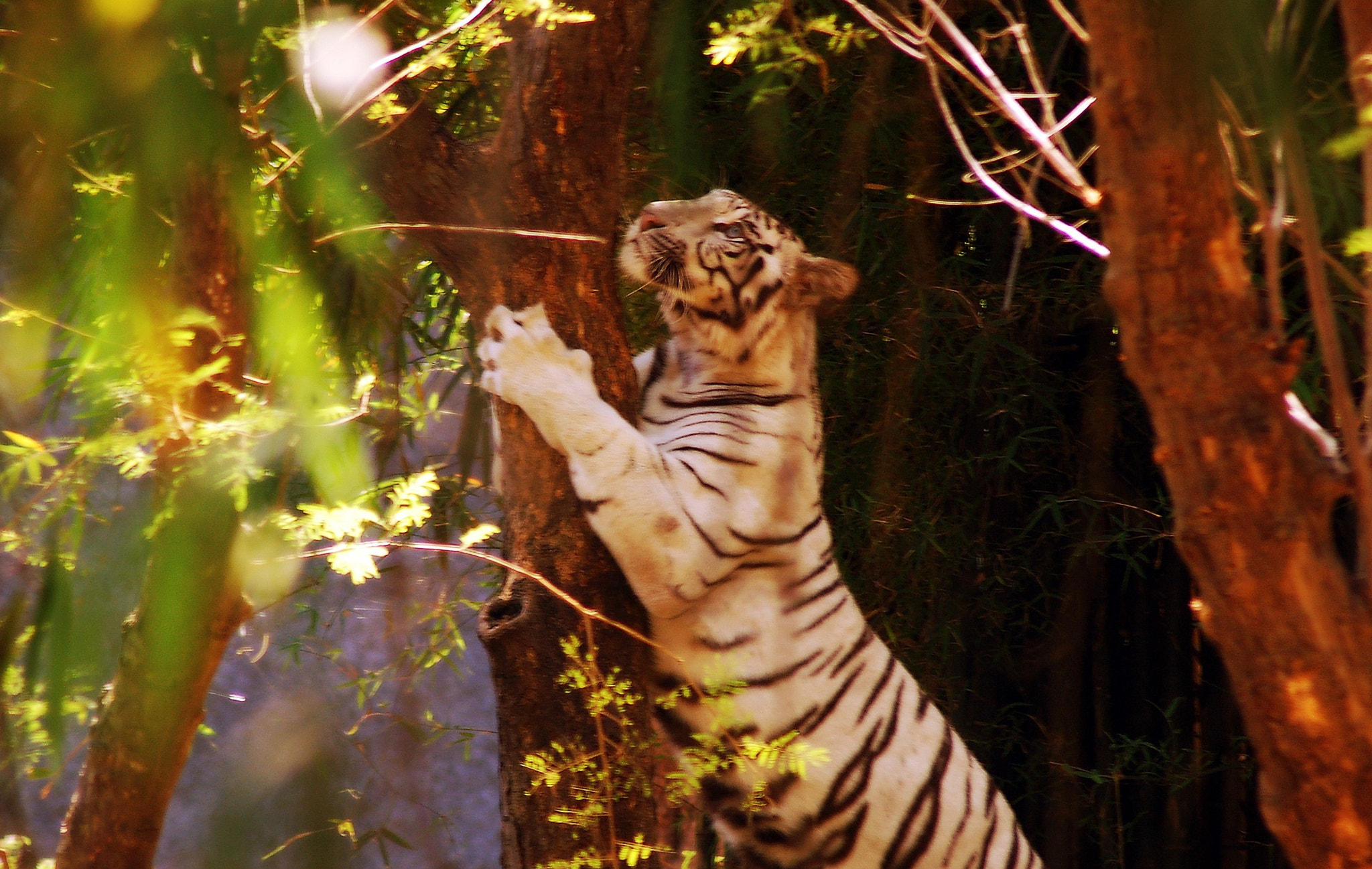 Nikon D50 sample photo. Pouncing tiger photography