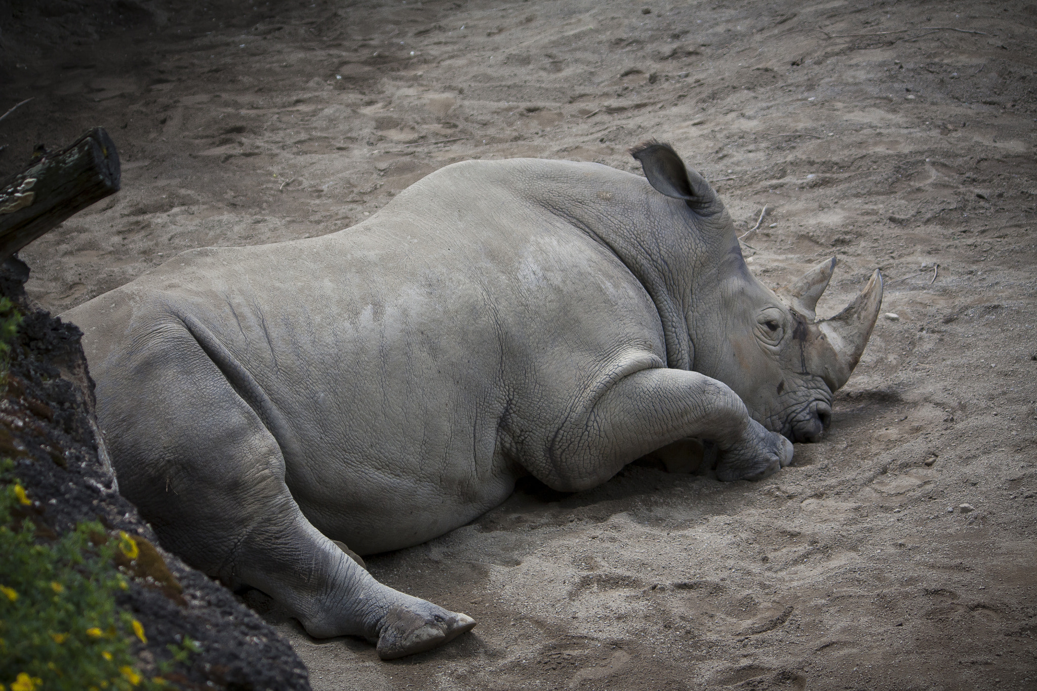 Canon EOS 450D (EOS Rebel XSi / EOS Kiss X2) sample photo. Resting rhino photography