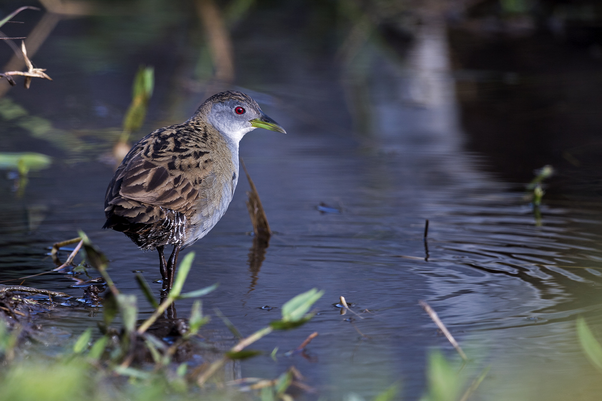 Nikon AF-S Nikkor 800mm F5.6E FL ED VR sample photo. Ash-throated crake photography