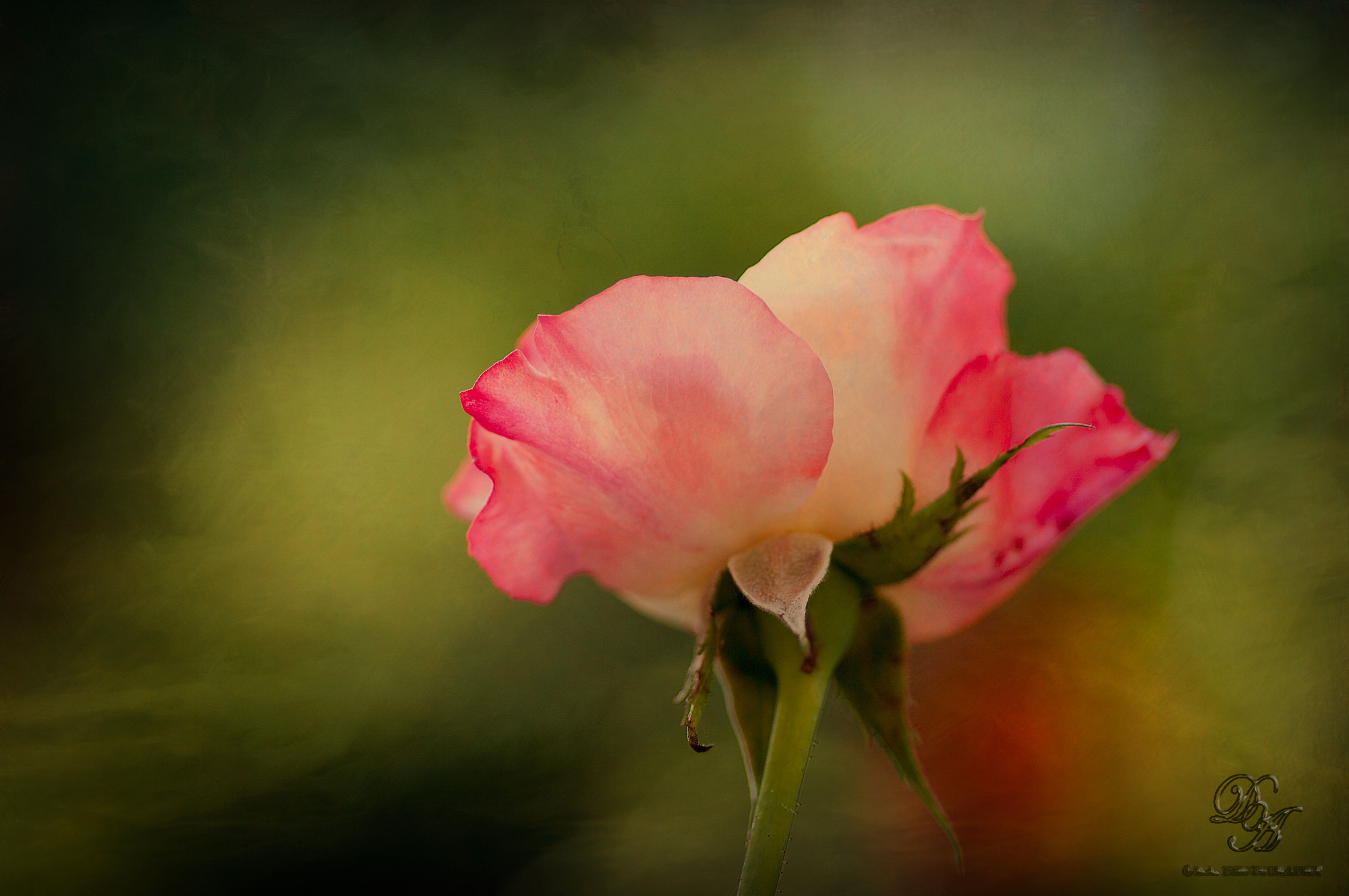 Pentax K20D + Pentax smc D-FA 100mm F2.8 macro sample photo. Rose photography