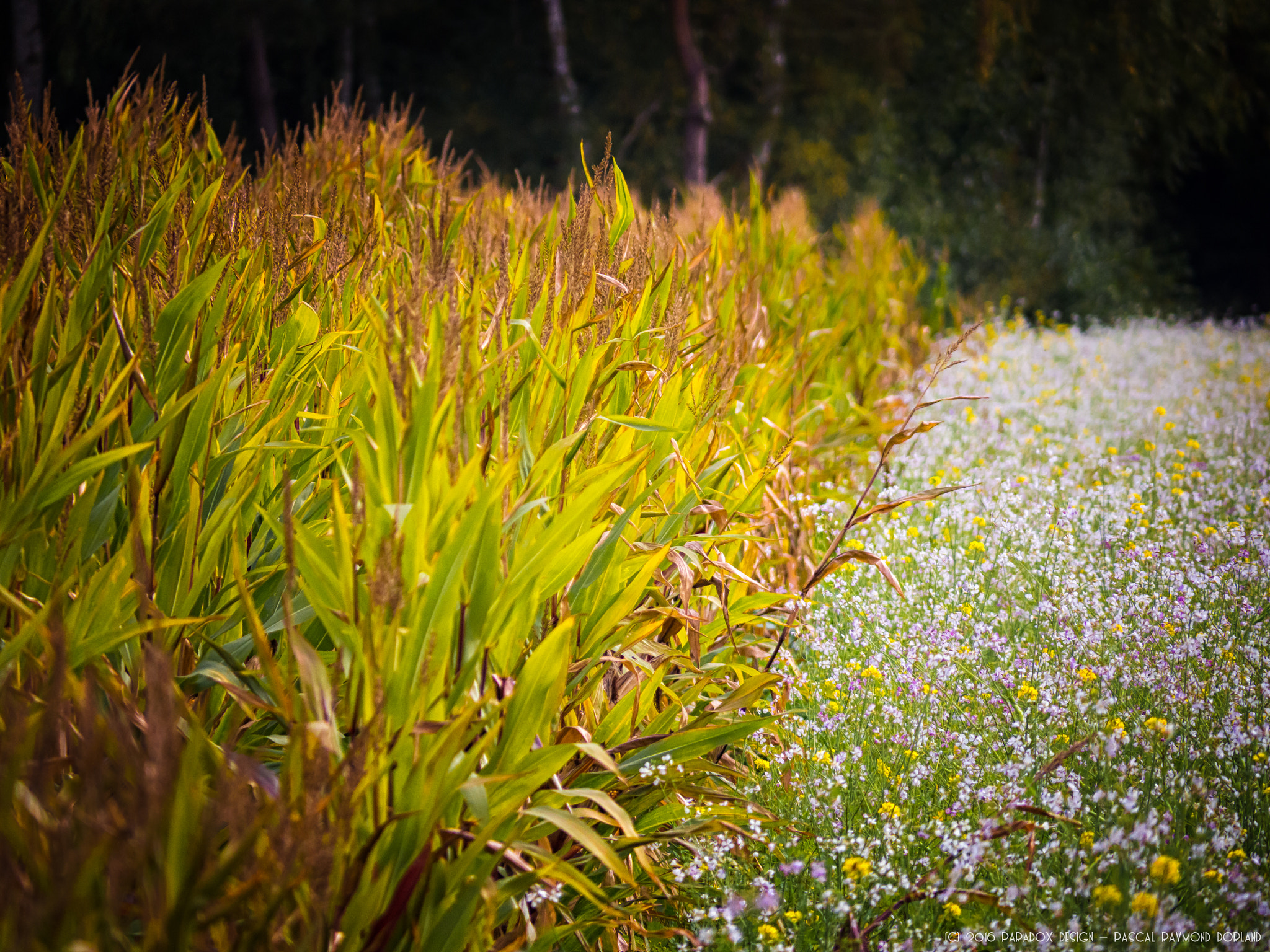 Panasonic Lumix G Vario 45-200mm F4-5.6 OIS sample photo. Where cultivation clashes photography