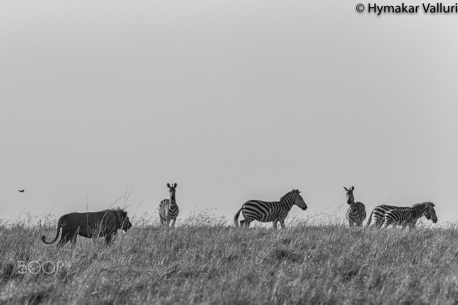 Canon EF 500mm F4L IS II USM sample photo. Lions and prey photography