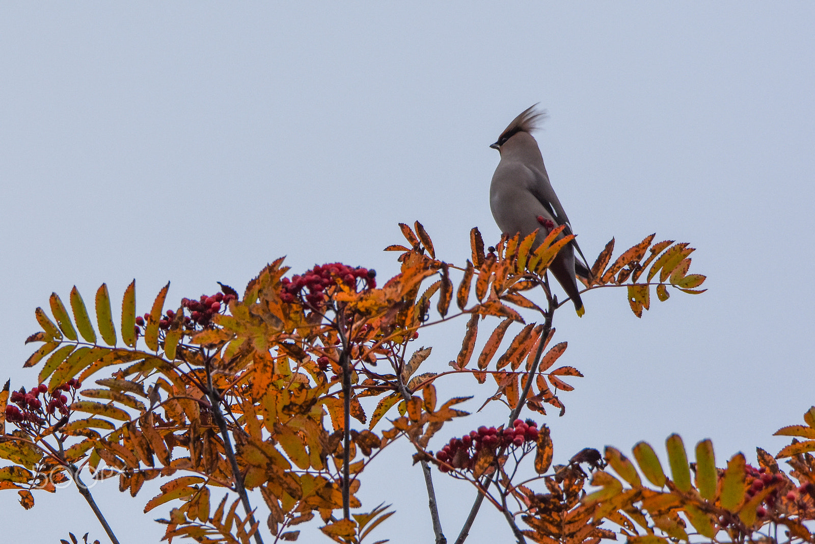 Nikon D7200 + Tamron SP 150-600mm F5-6.3 Di VC USD sample photo. Waxwing resting on its southbound journey. photography