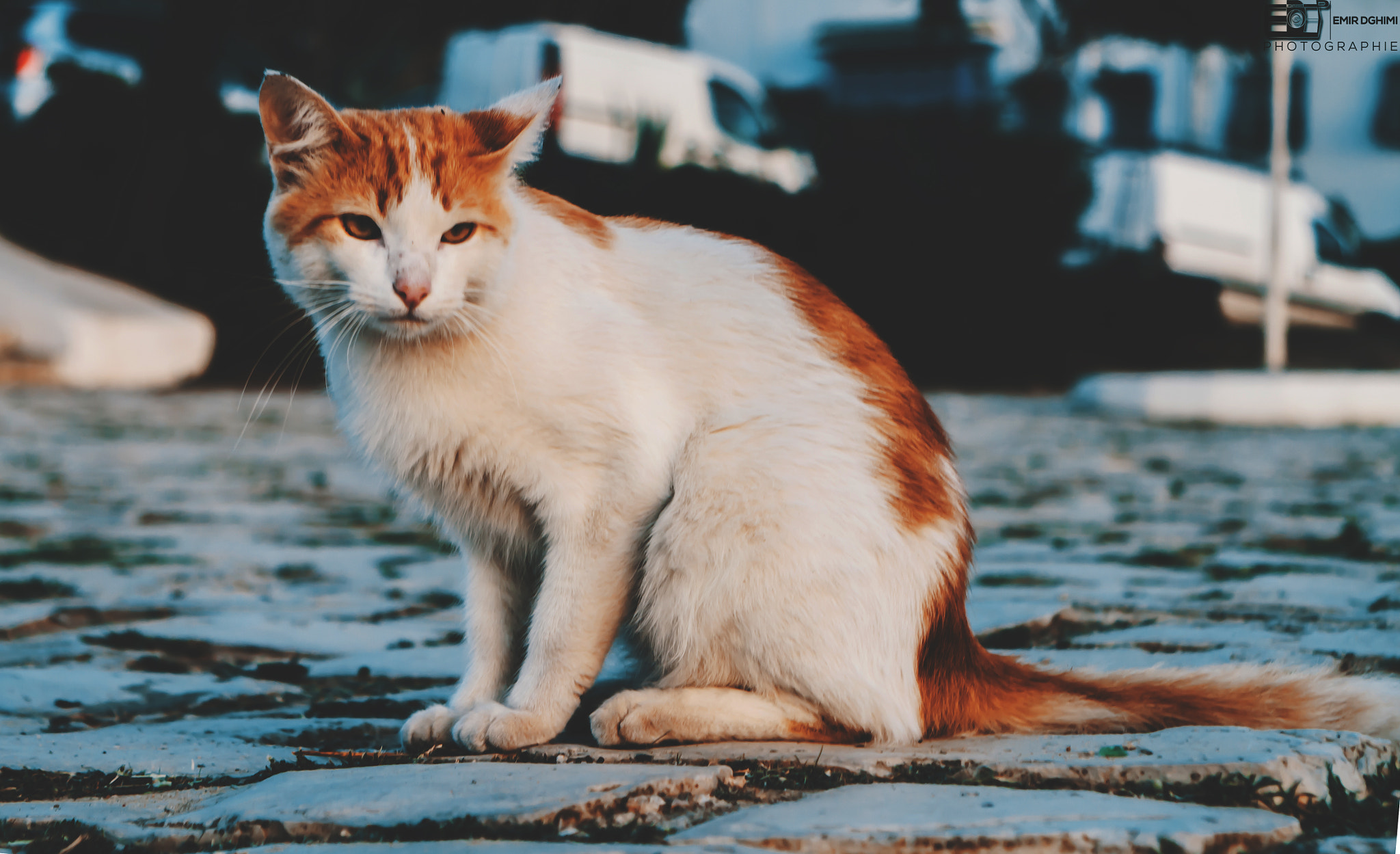 Canon EF 28-105mm f/3.5-4.5 USM sample photo. Street owner photography