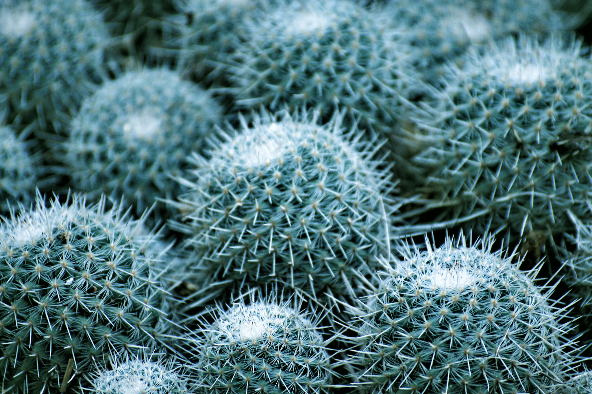 Sigma 50-200mm F4-5.6 DC OS HSM sample photo. Cactus photography