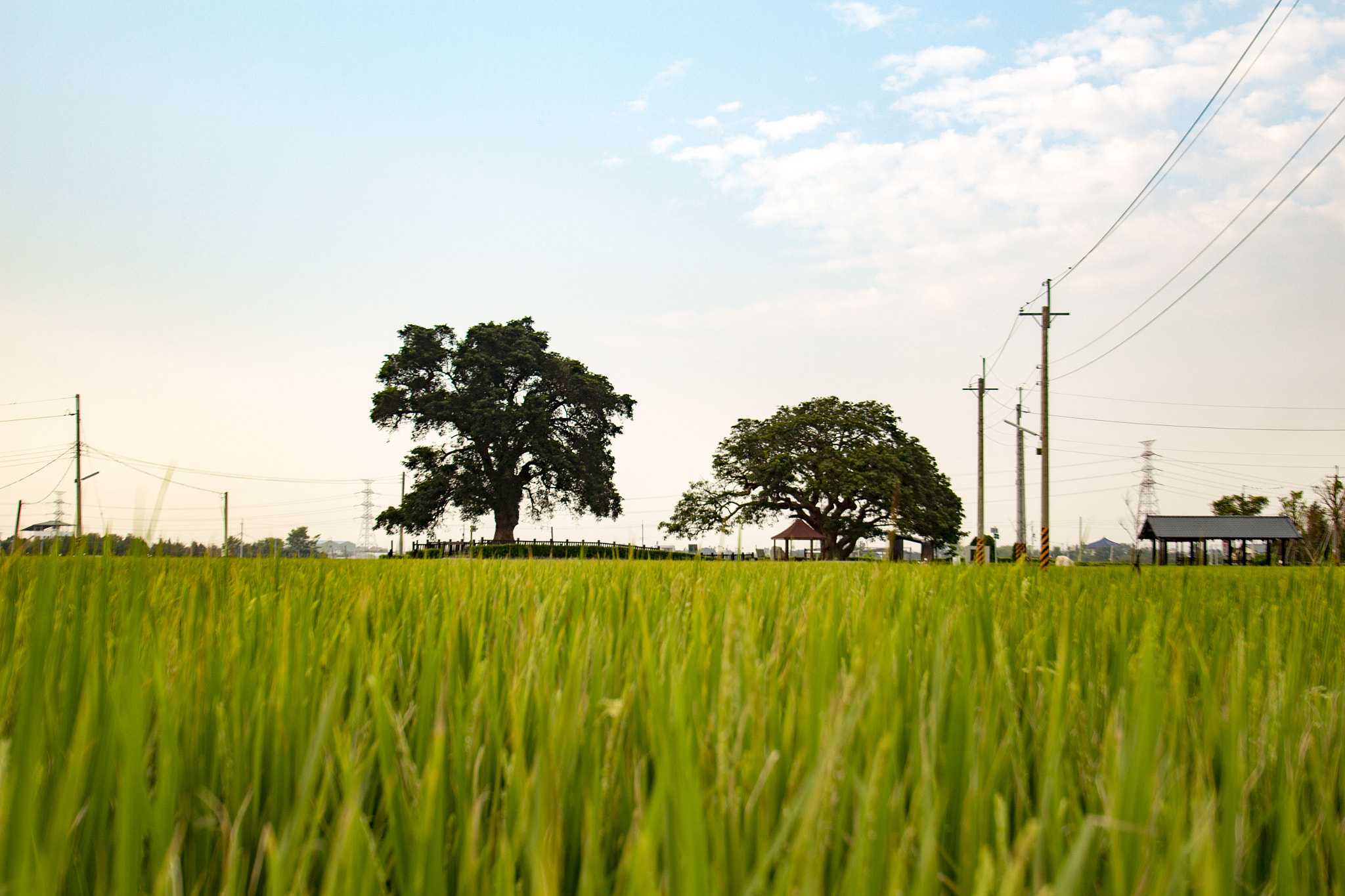 Sigma 10-20mm F3.5 EX DC HSM sample photo. Couple tree photography