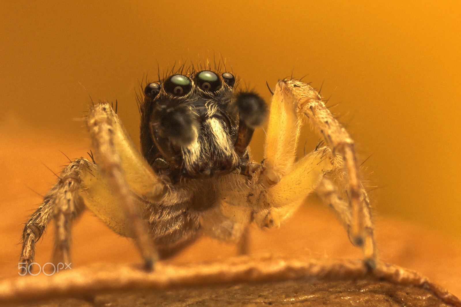 Canon MP-E 65mm F2.5 1-5x Macro Photo sample photo. Saltarina photography