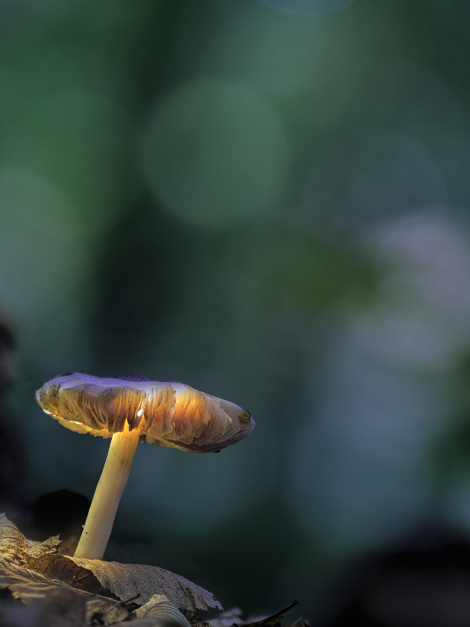 Olympus PEN-F + Olympus M.Zuiko Digital ED 75mm F1.8 sample photo. Glowing mushroom photography