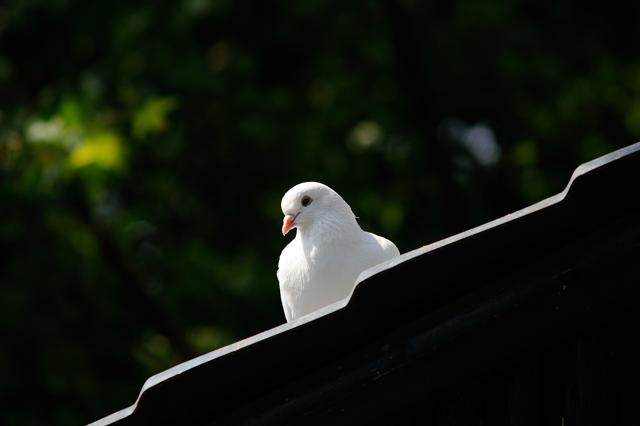 AF Zoom-Nikkor 75-300mm f/4.5-5.6 sample photo