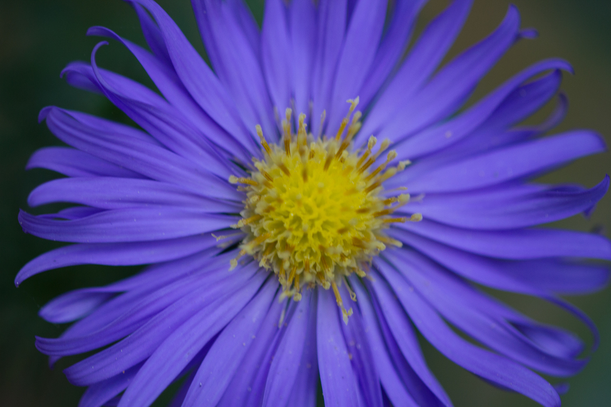 Sigma APO Macro 150mm f/2.8 EX DG HSM sample photo