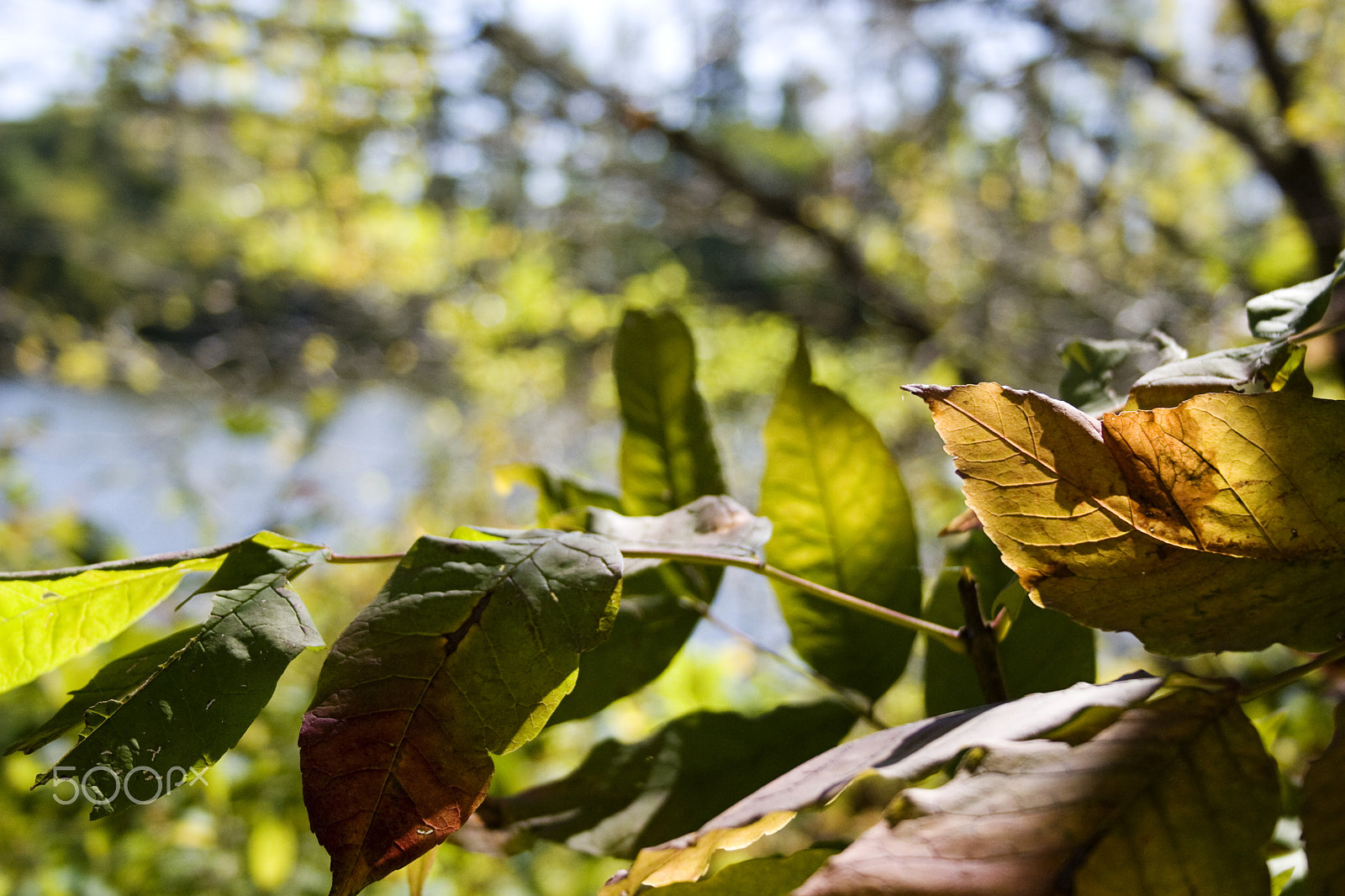 Canon EOS 30D sample photo. Leaves photography