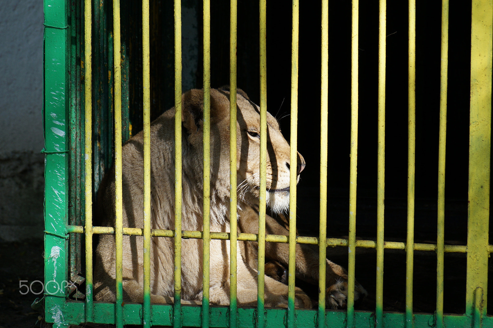 Sony DT 18-135mm F3.5-5.6 SAM sample photo. Caged lioness photography