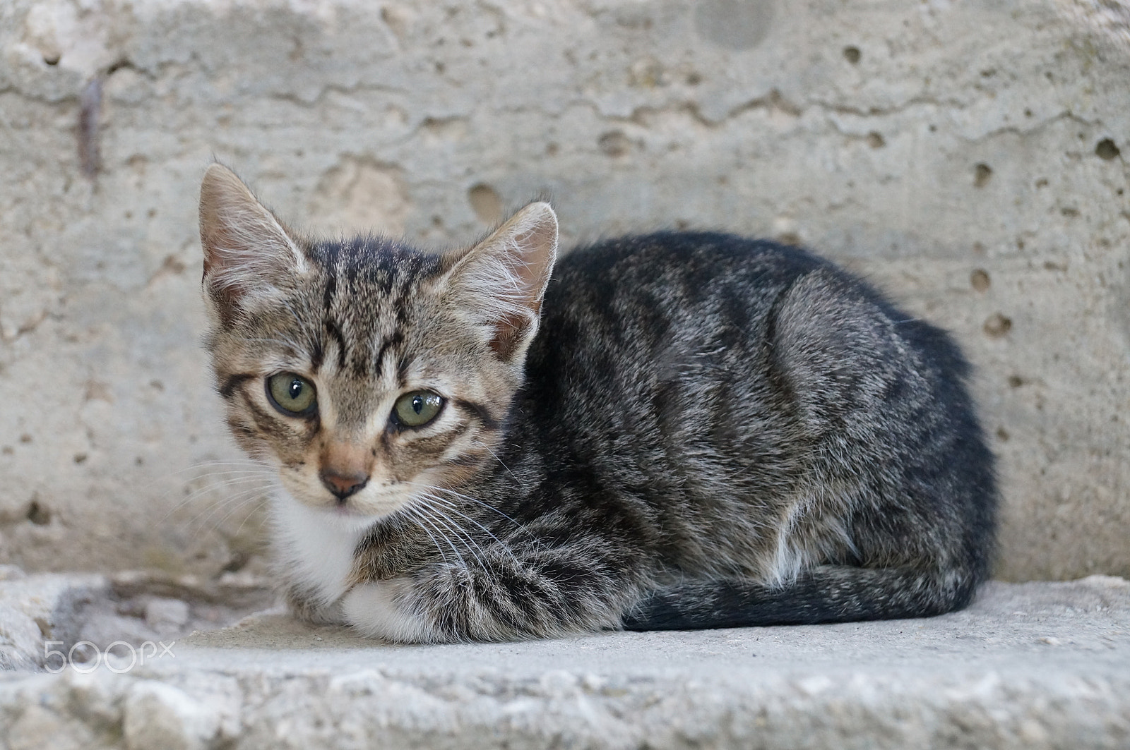 Sony DT 18-135mm F3.5-5.6 SAM sample photo. Kitten photography