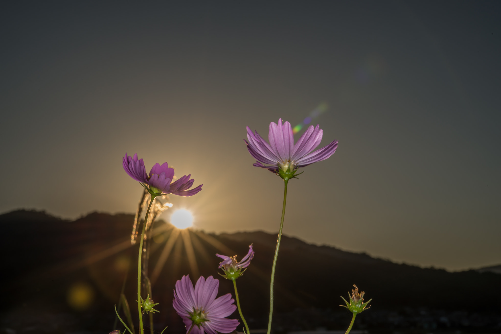 Nikon AF-S Micro-Nikkor 60mm F2.8G ED sample photo
