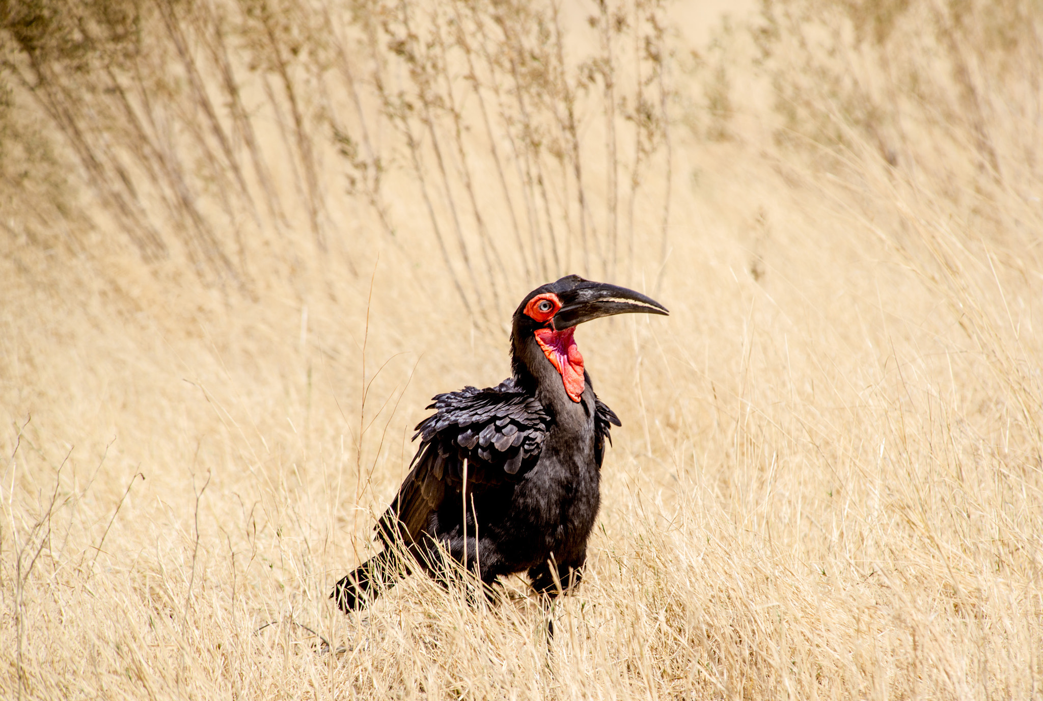 Nikon D600 sample photo. Ground hornbill photography