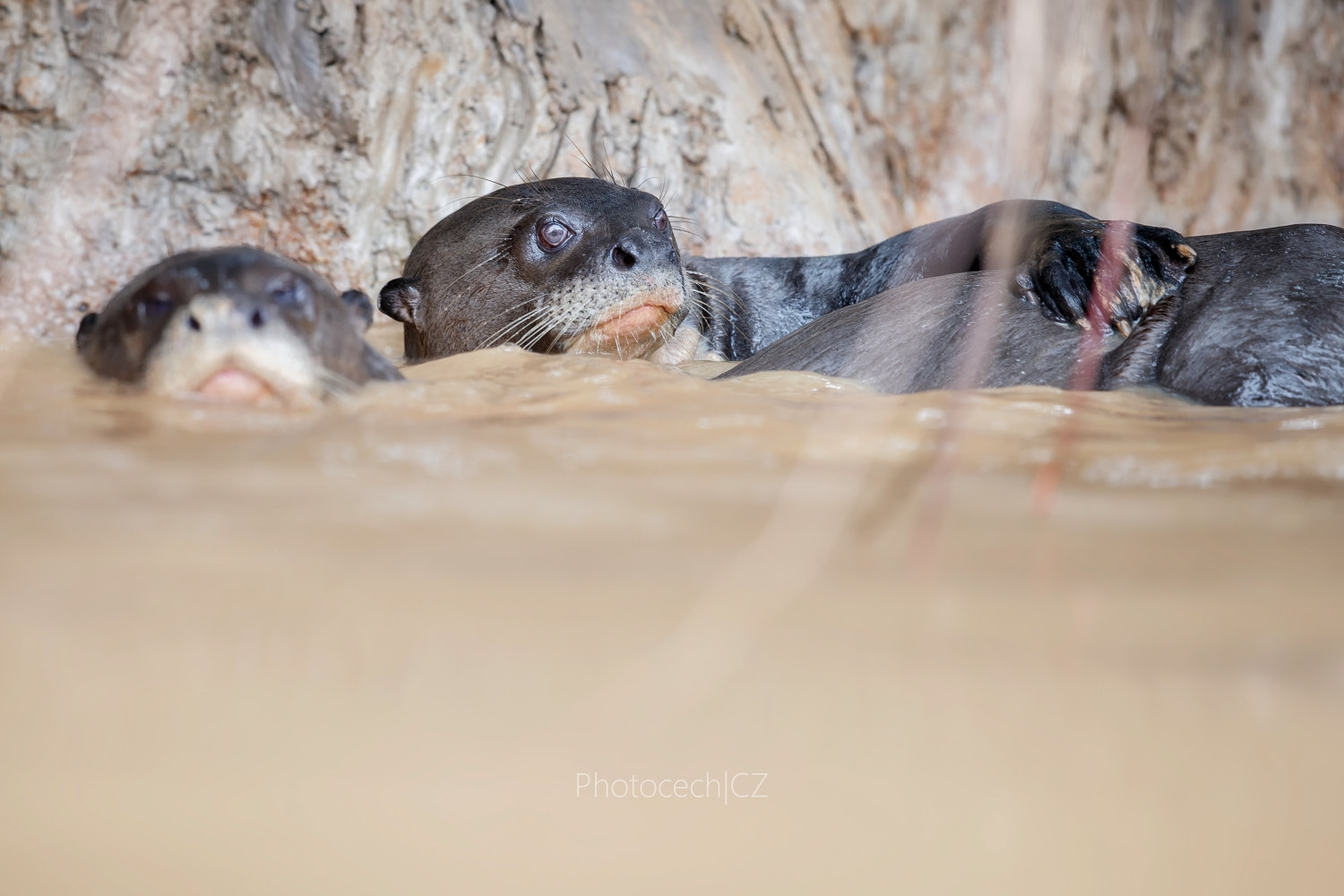 Canon EF 300mm F2.8L IS II USM sample photo. Otter´s play photography
