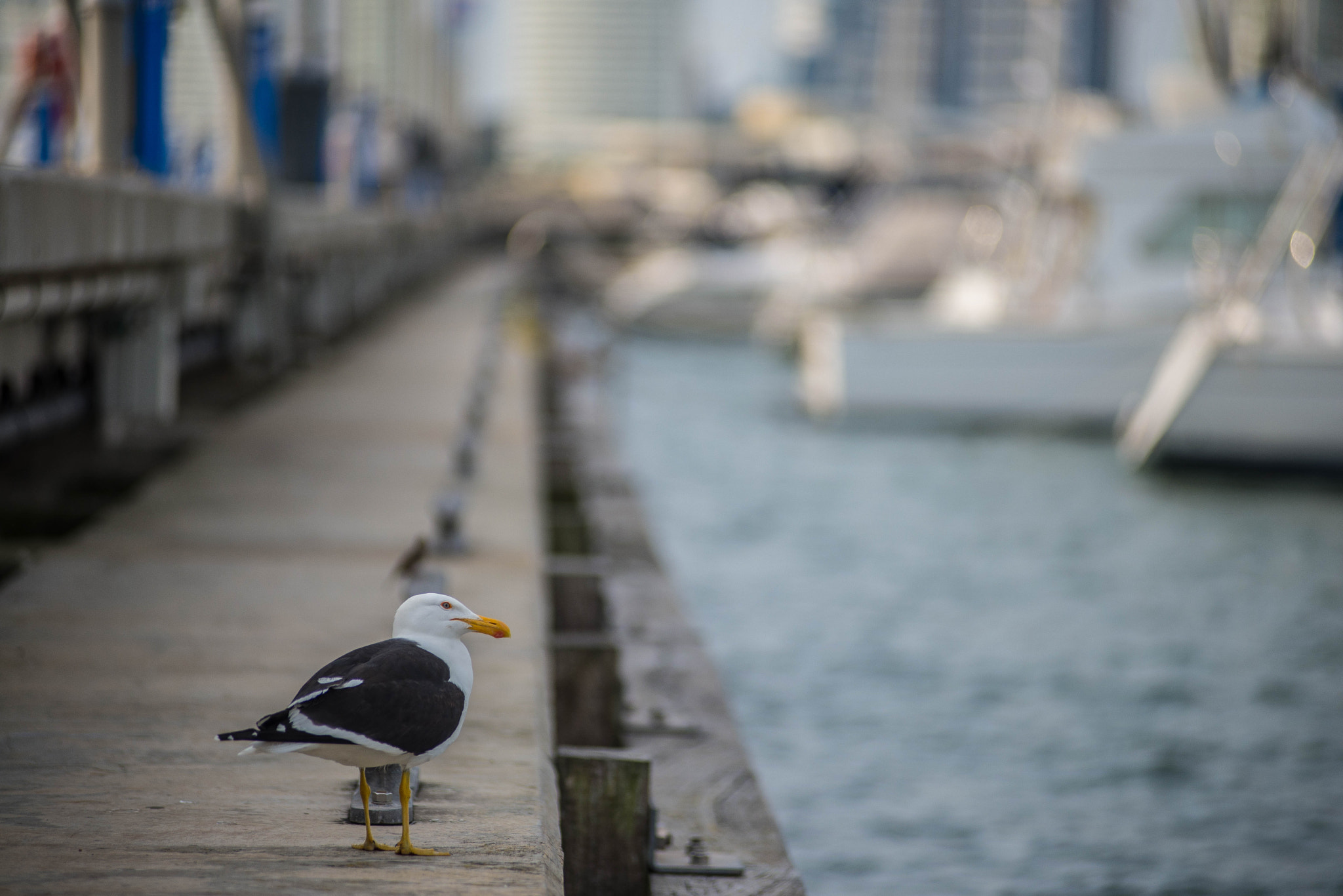 AF Zoom-Nikkor 80-200mm f/2.8 ED sample photo. Dsc photography