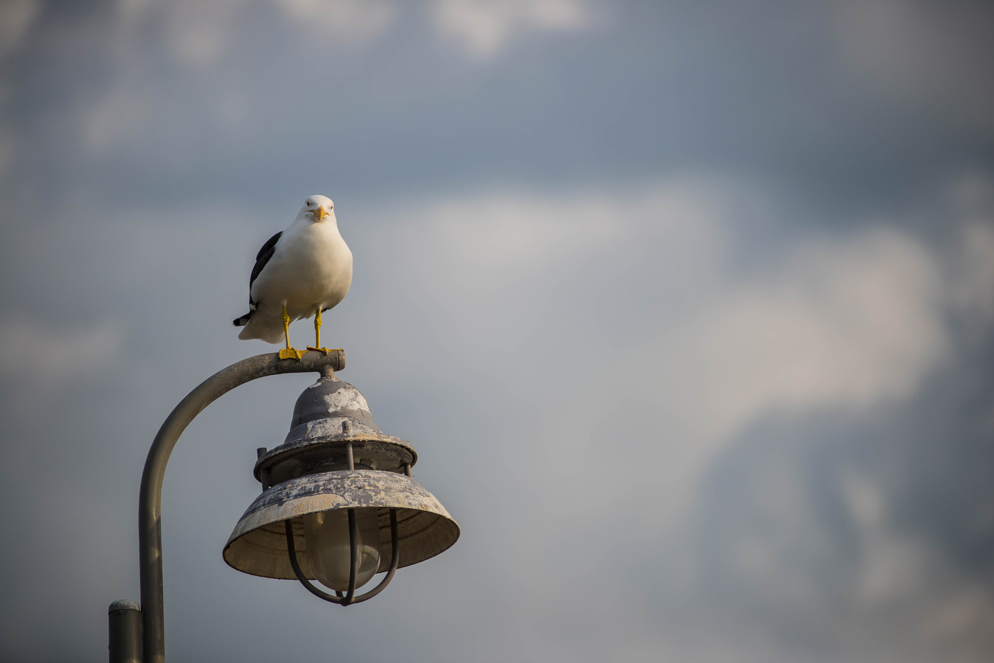 AF Zoom-Nikkor 80-200mm f/2.8 ED sample photo. Dsc photography