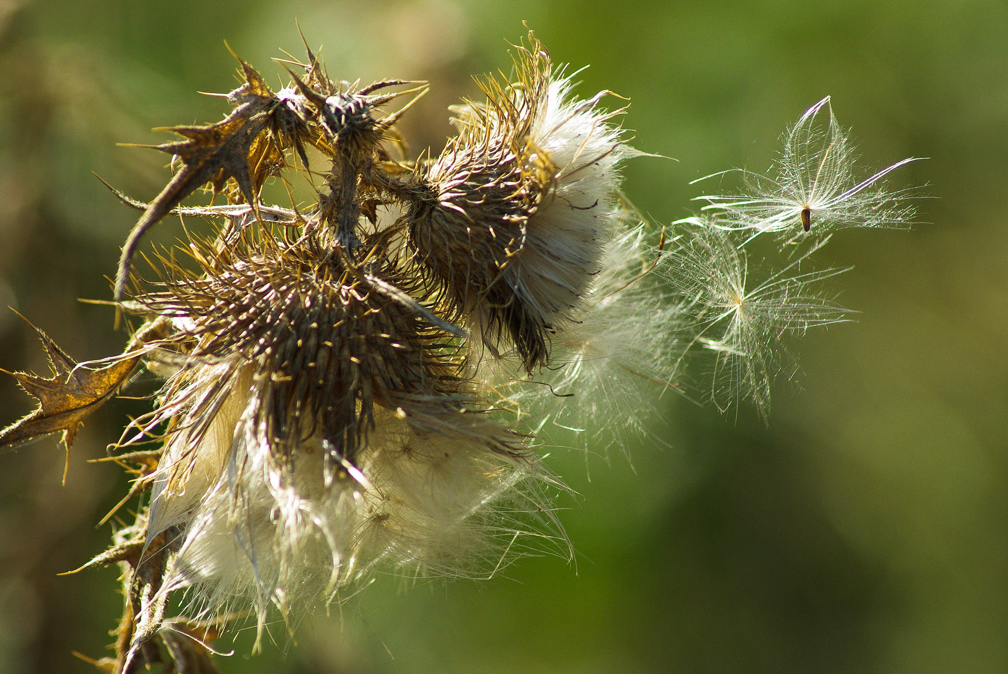 Pentax K10D sample photo. Thistle seeds ready for the wind photography
