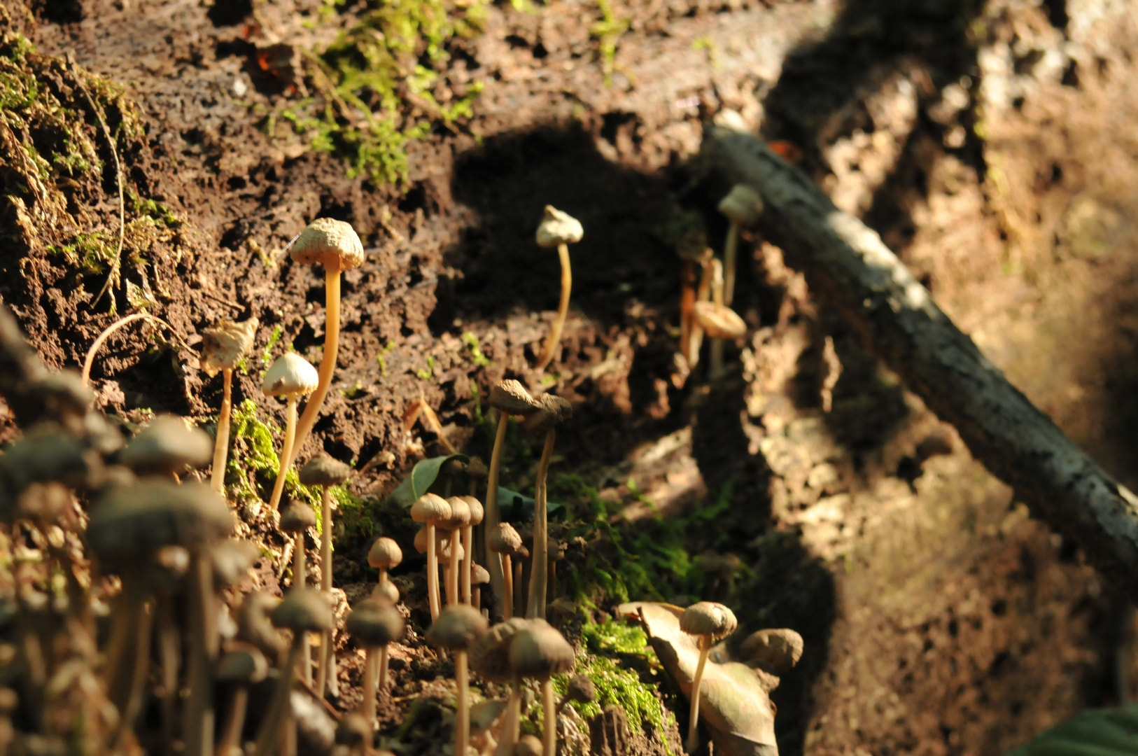AF Zoom-Nikkor 35-80mm f/4-5.6D sample photo. Funghi photography
