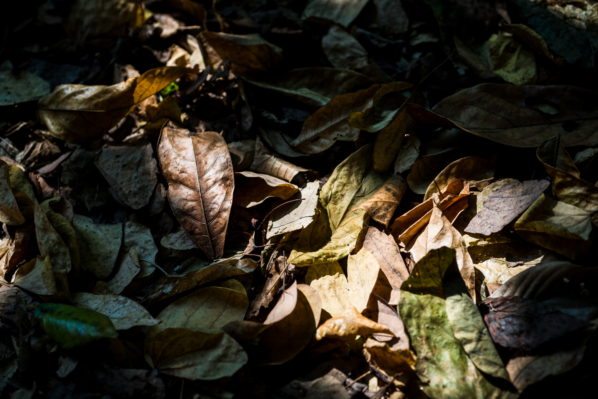 Nikon D610 + Nikon AF Micro-Nikkor 60mm F2.8D sample photo. Autumn is coming photography