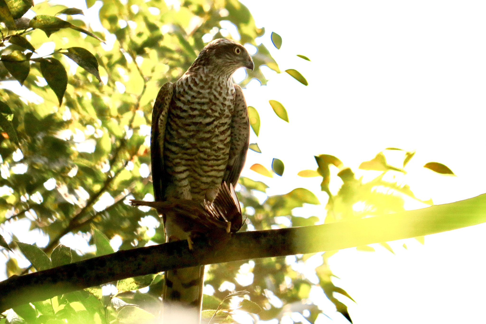 Canon EF 70-200mm F2.8L USM sample photo