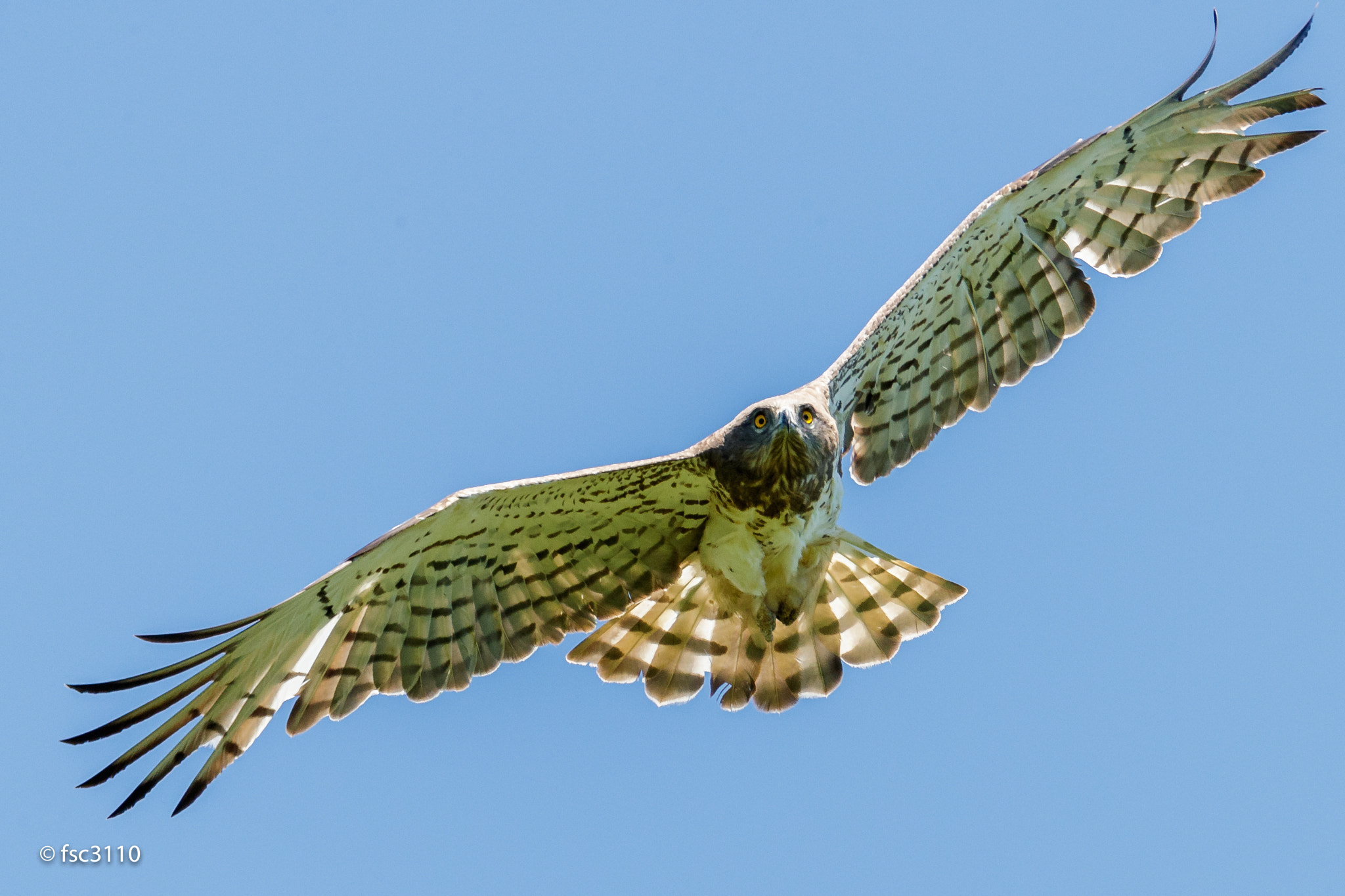 Canon EOS-1D X Mark II + Canon EF 500mm F4L IS II USM sample photo. Short-toed snake eagle in flight photography