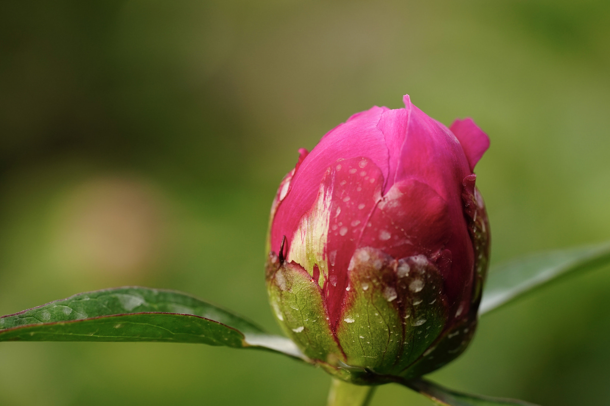 Sony a7 II + Sony FE 90mm F2.8 Macro G OSS sample photo. 牡丹花蕾 photography