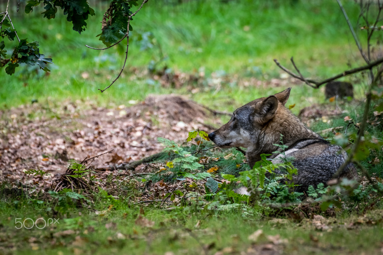 Nikon D5300 + Sigma 50-500mm F4.5-6.3 DG OS HSM sample photo. Wolf photography