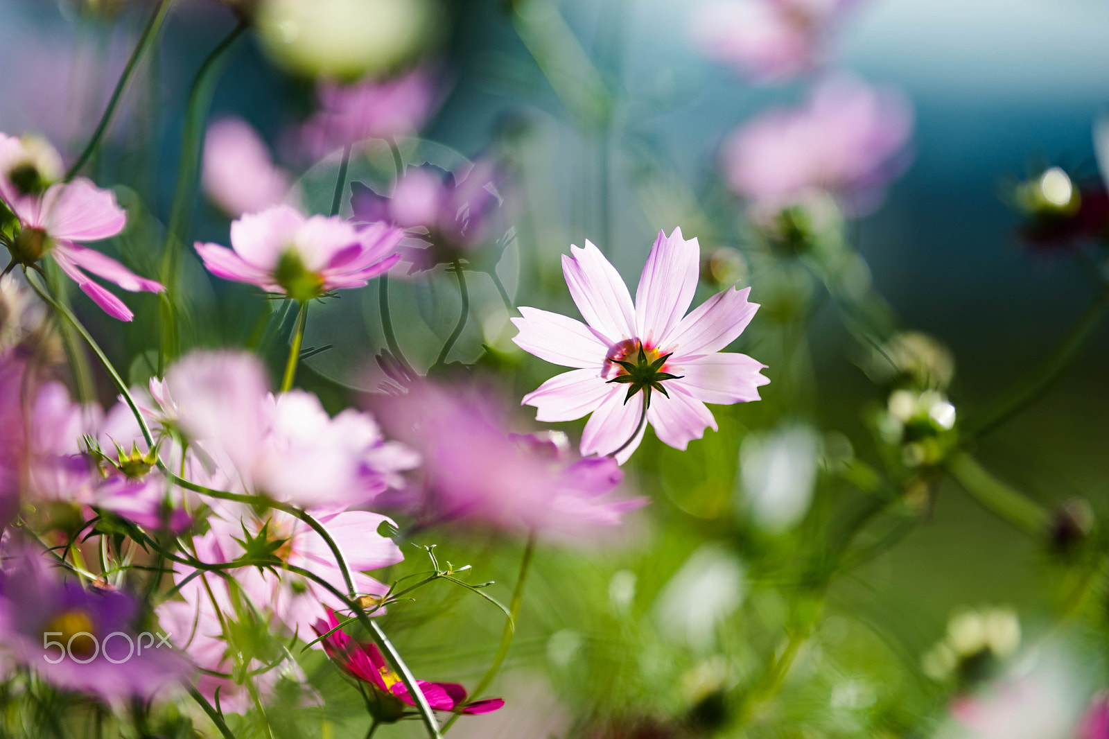 Sony a7 II + Canon EF 200mm F2.8L II USM sample photo. Autumn season photography