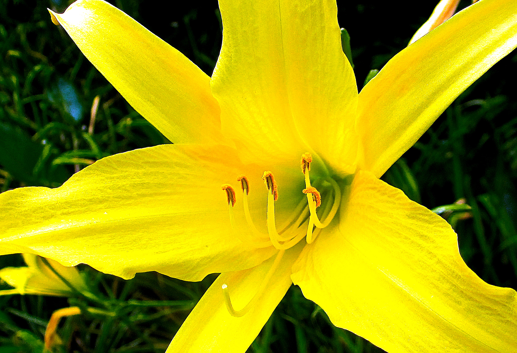 Canon PowerShot ELPH 310 HS (IXUS 230 HS / IXY 600F) sample photo. Day night lily. photography