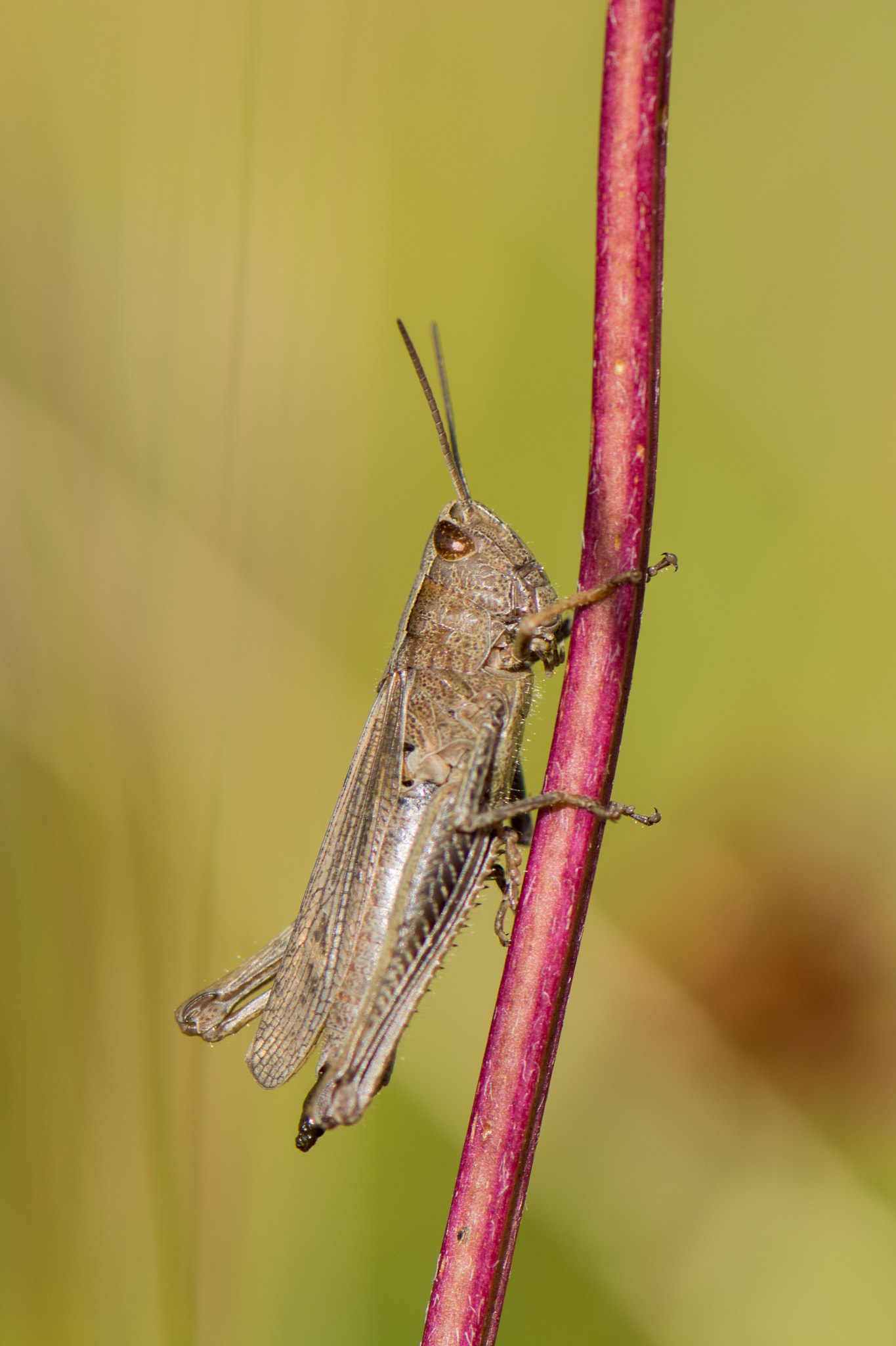 Nikon AF-S Micro-Nikkor 105mm F2.8G IF-ED VR sample photo. Grasshopper photography