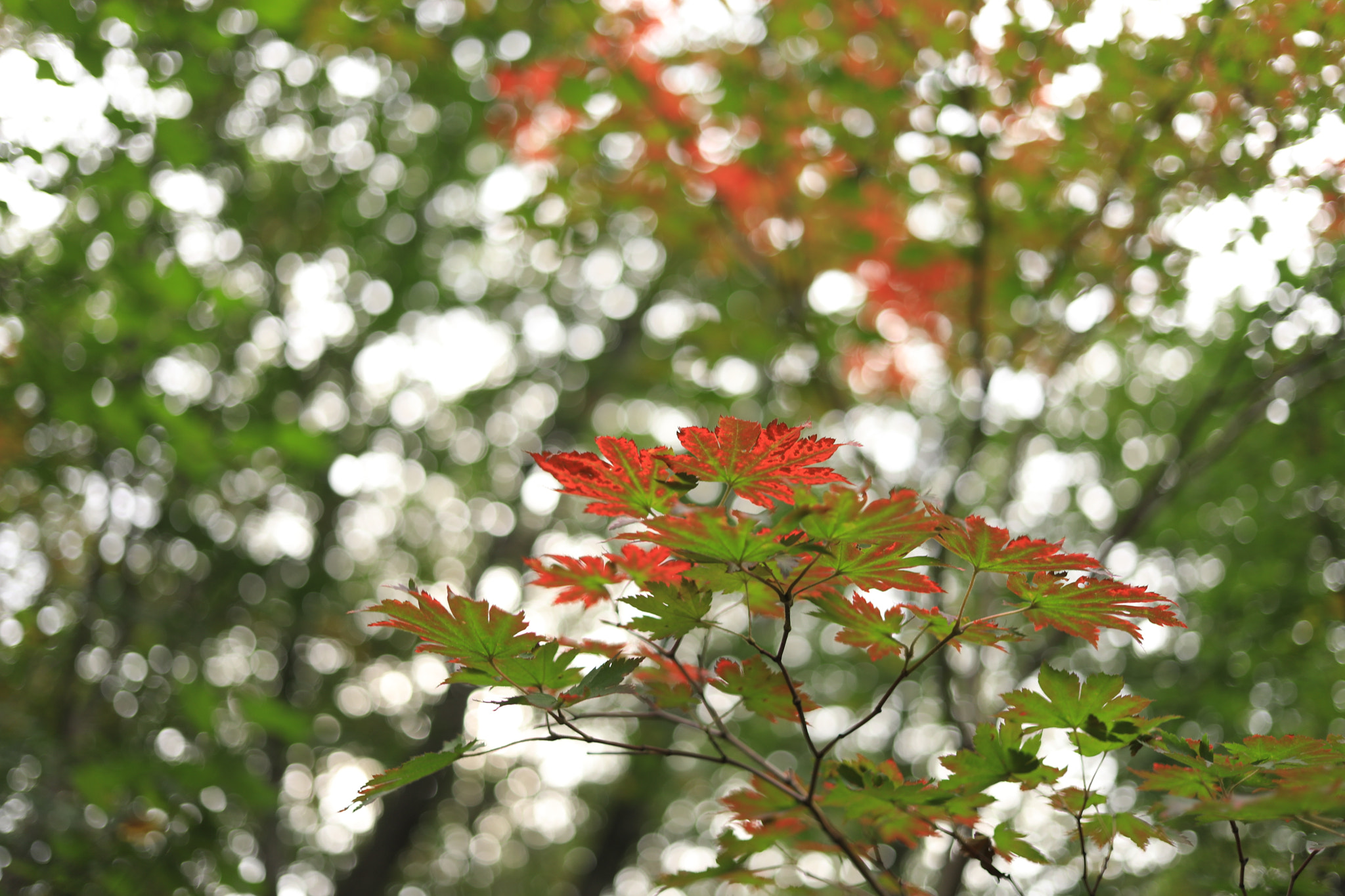 Canon EF 40mm F2.8 STM sample photo. Ta photography