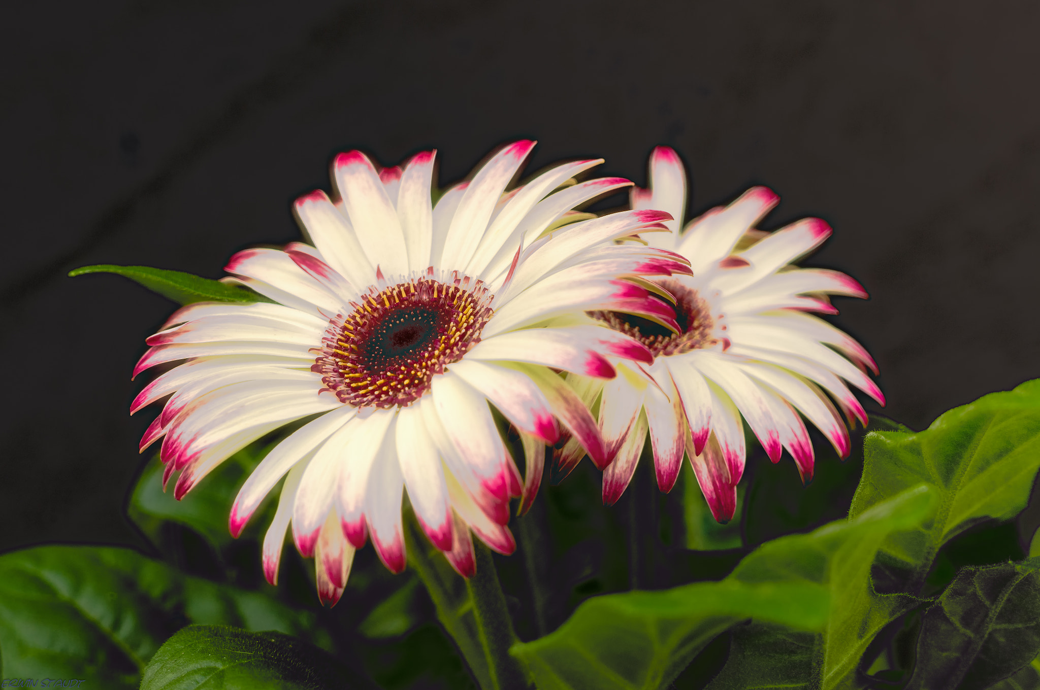 Pentax K-x sample photo. Gerbera photography